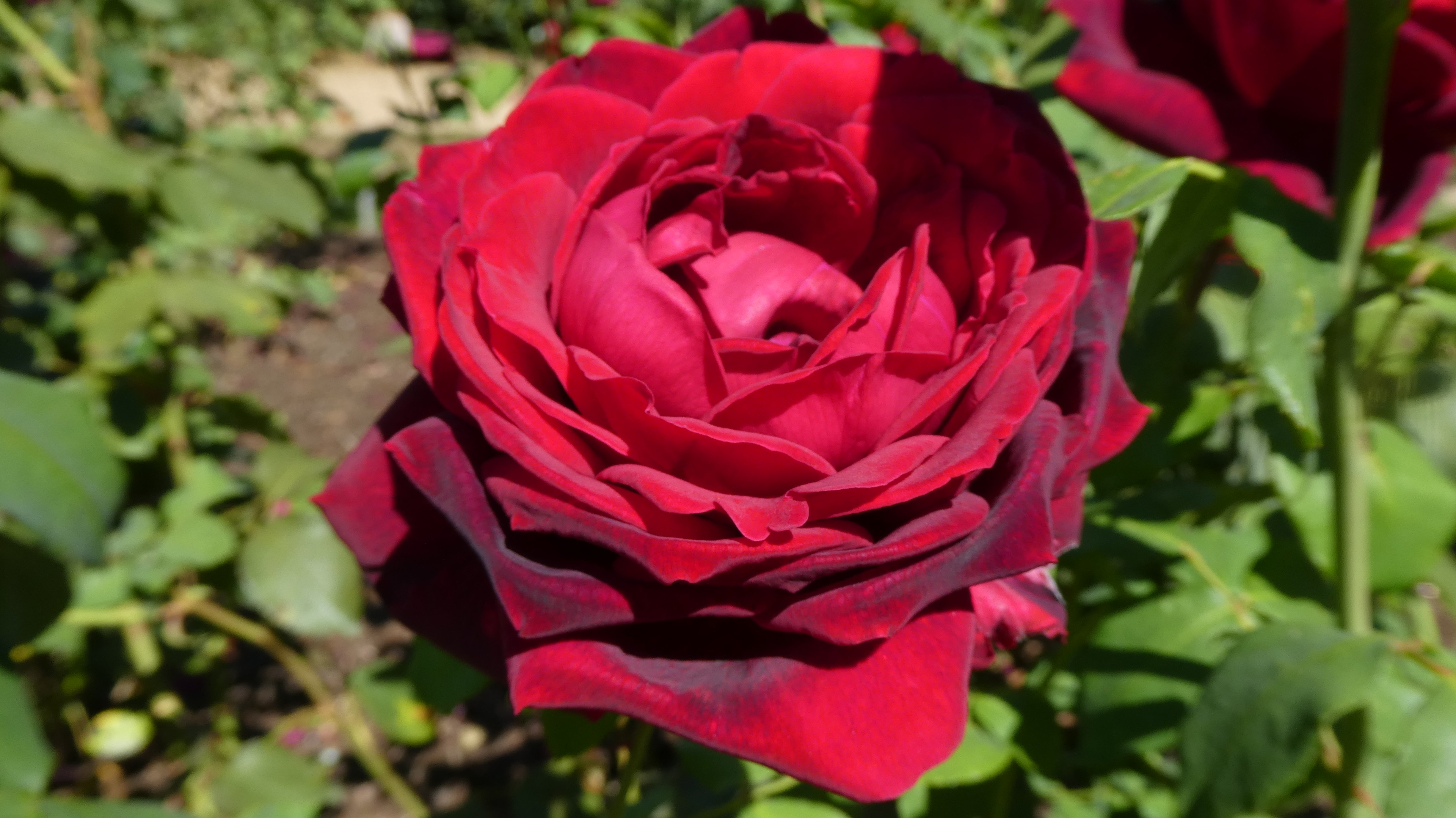 rose [Jubilé Papa Meilland]