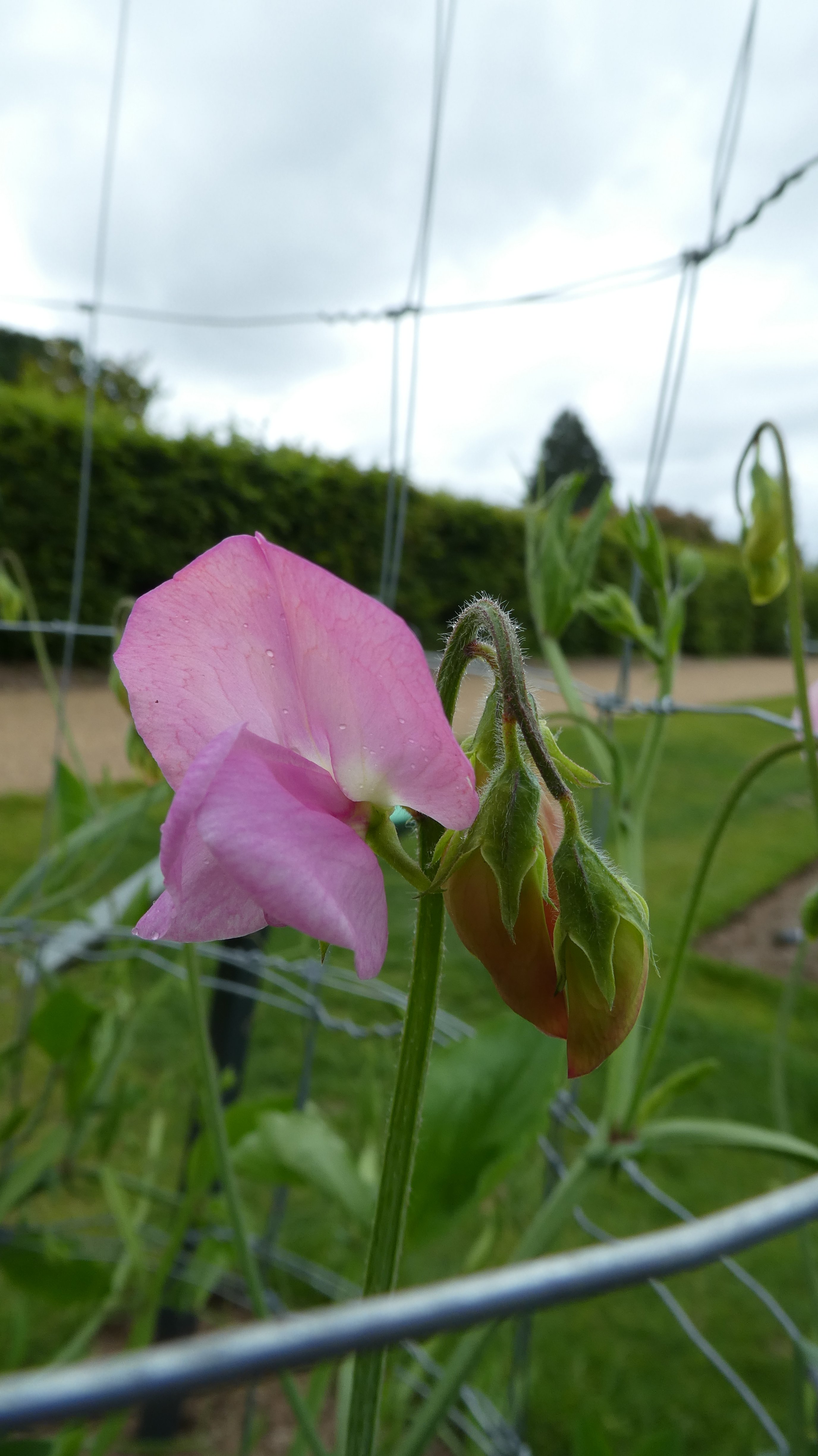 sweet pea 'Janet Scott'