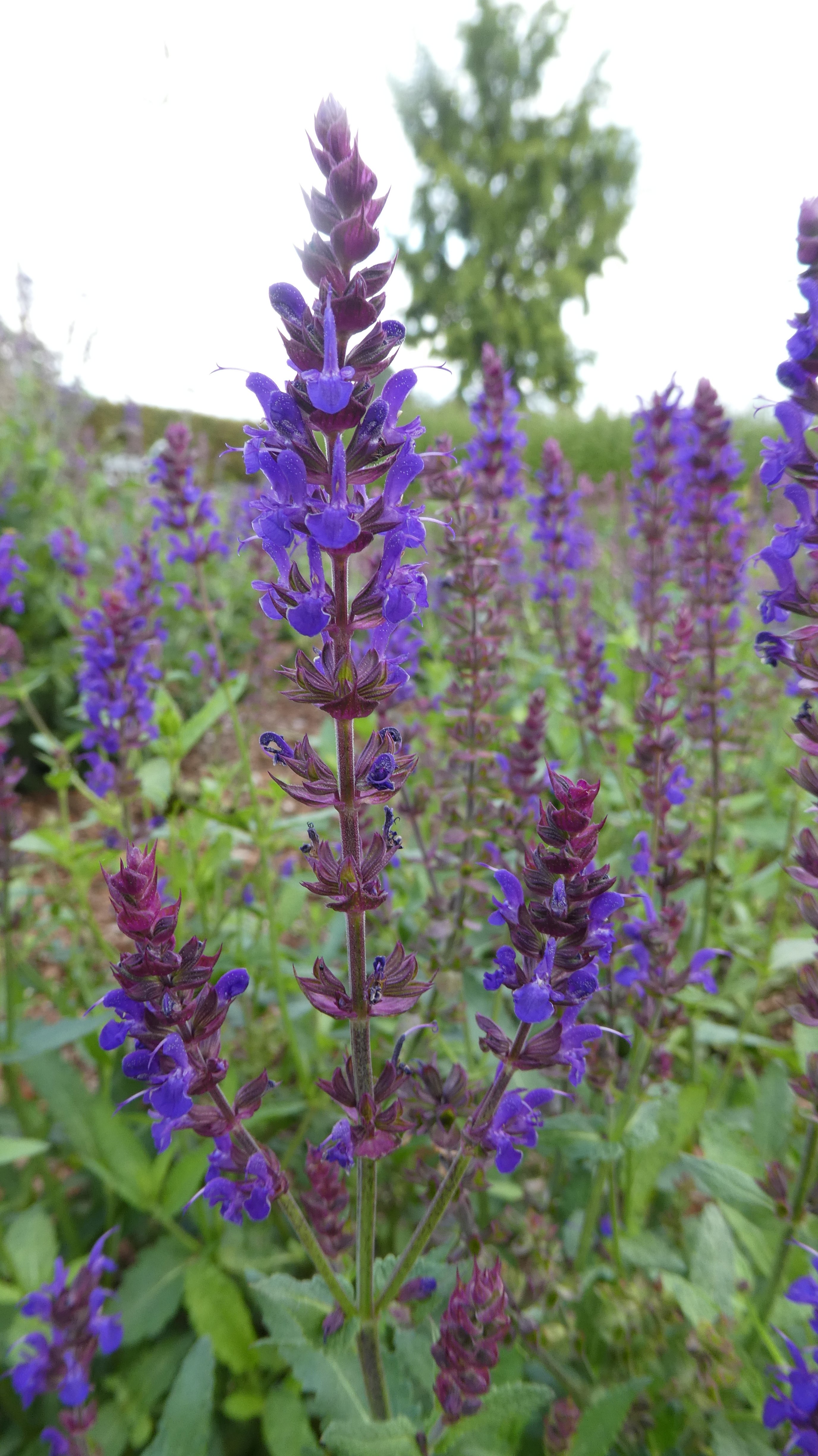 Balkan clary 'Wesuwe'