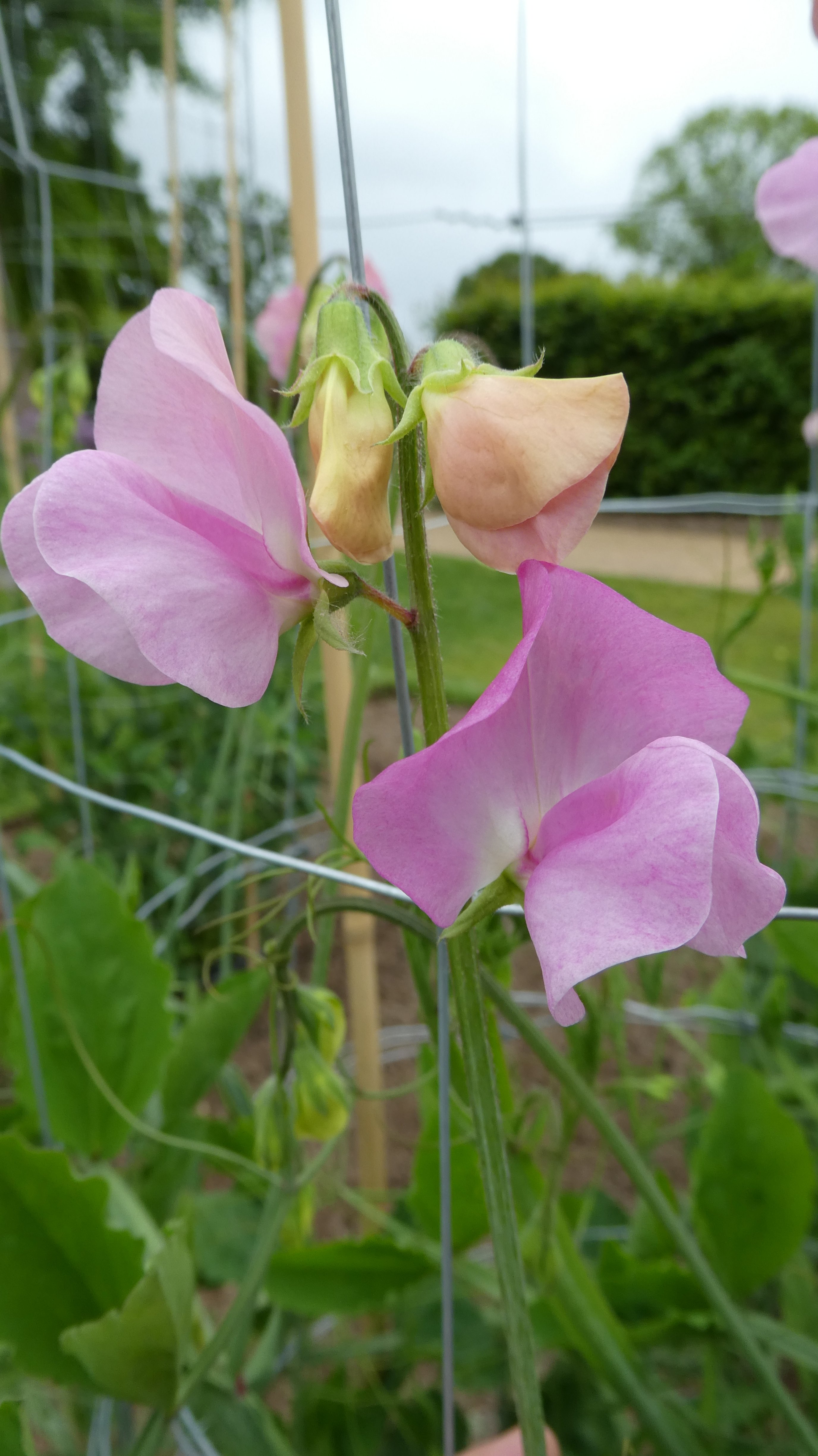 sweet pea 'Alisa'