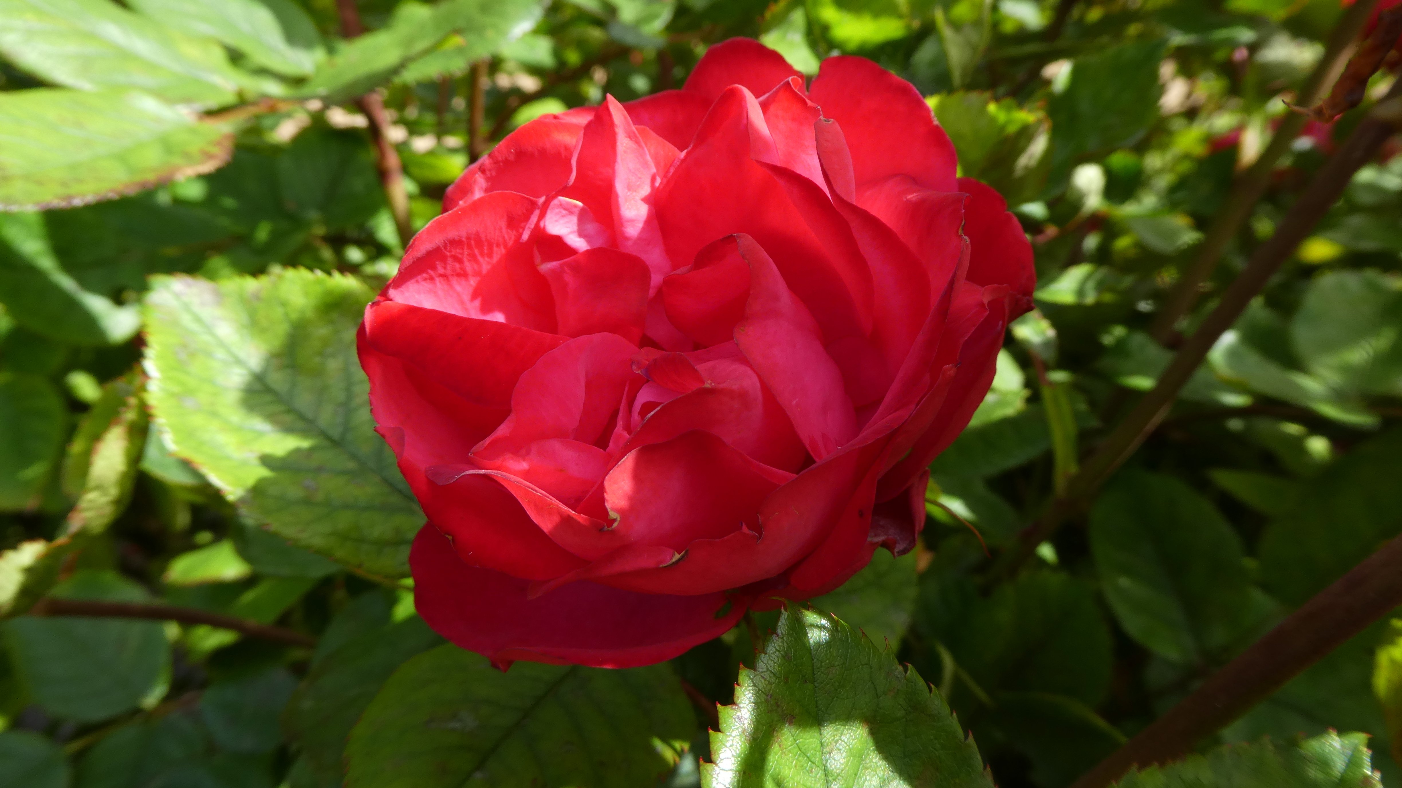 rose [Cherry Bonica]