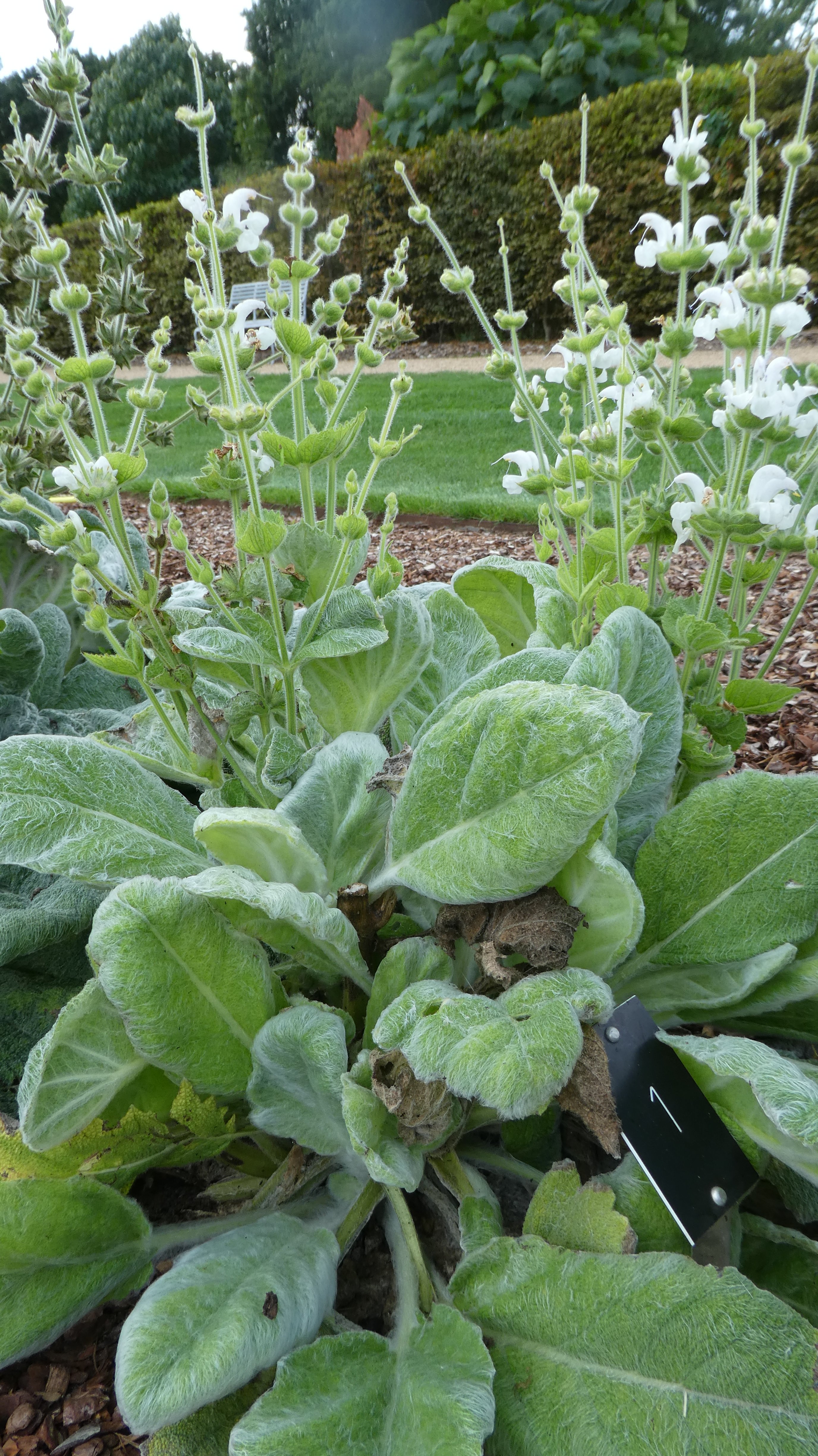 silver sage