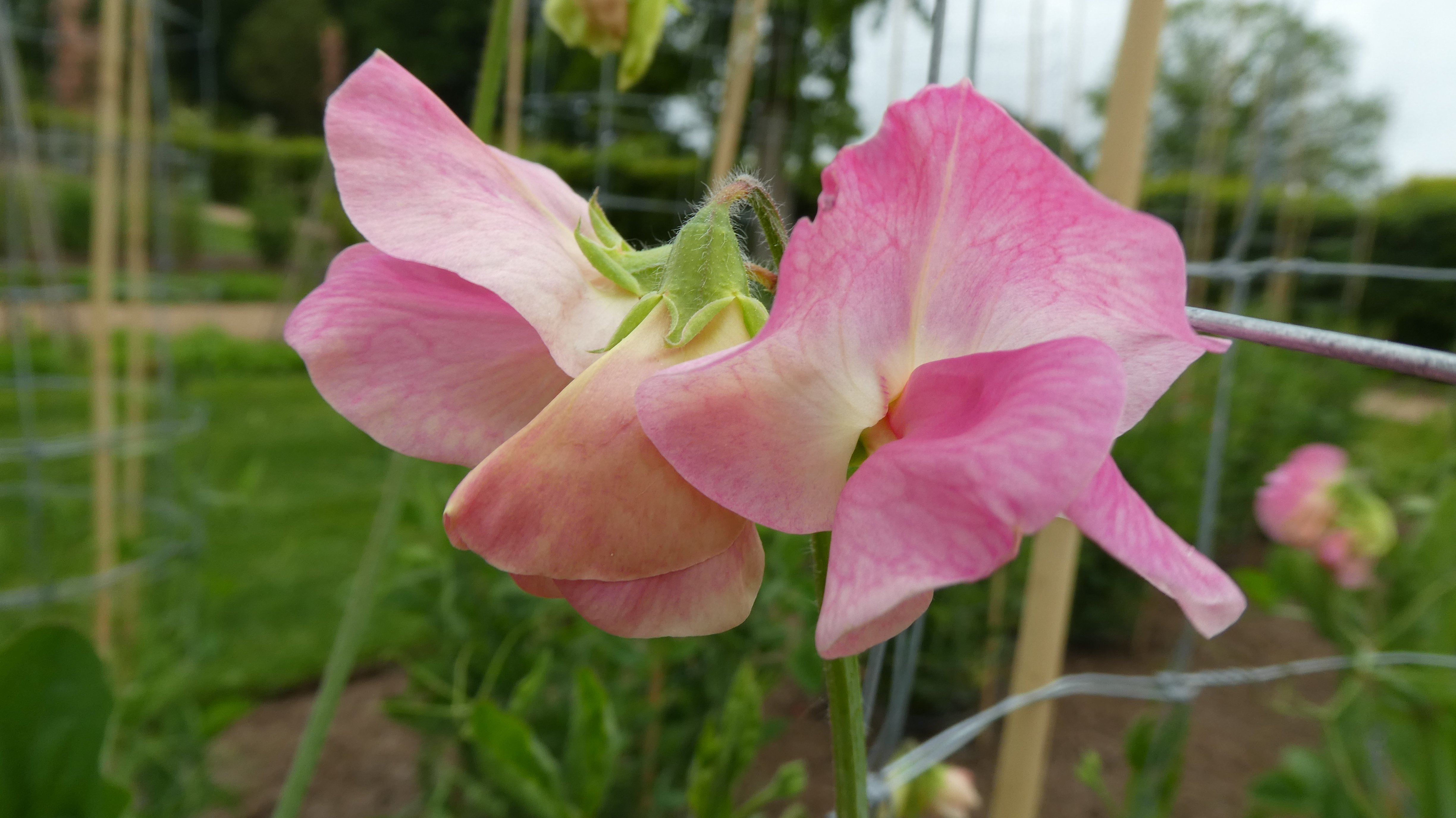 <i>Lathyrus</i> <i>odoratus</i> 'Rosay'