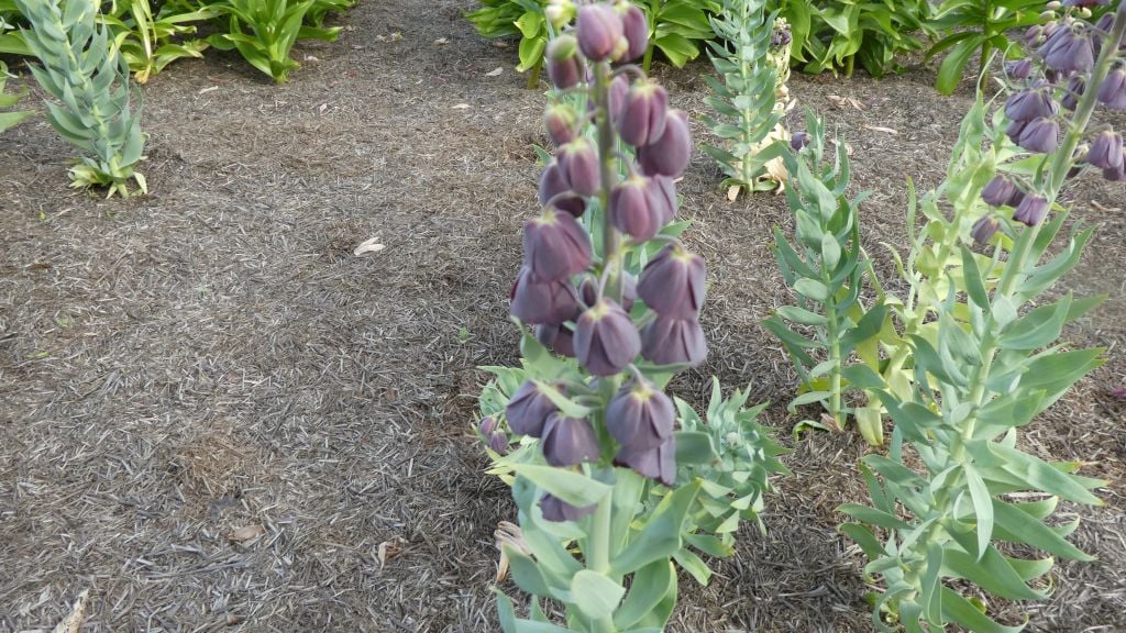 <i>Fritillaria</i> <i>persica</i> 'Purple Favorite'