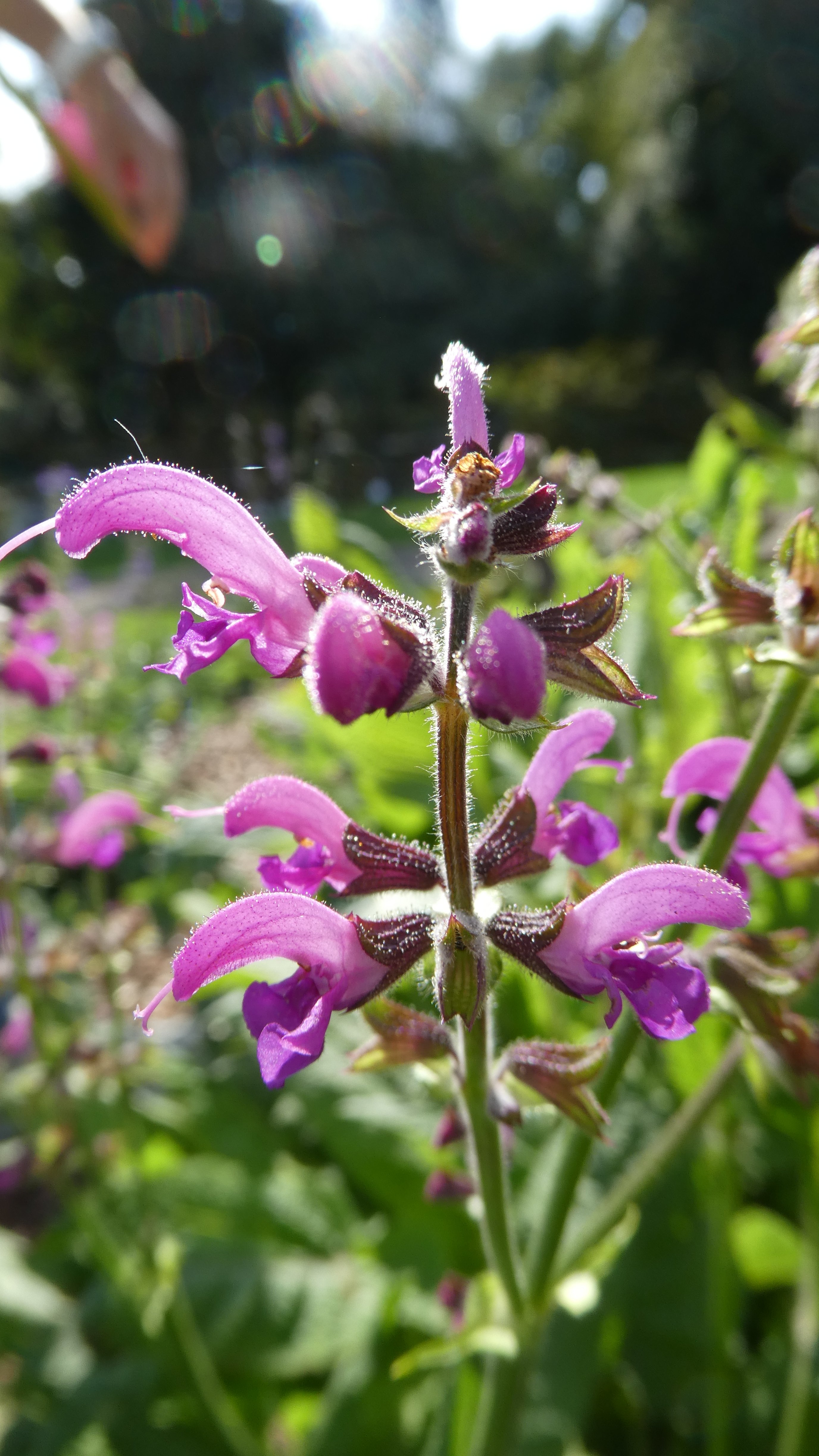 clary 'Sweet Esmeralda'