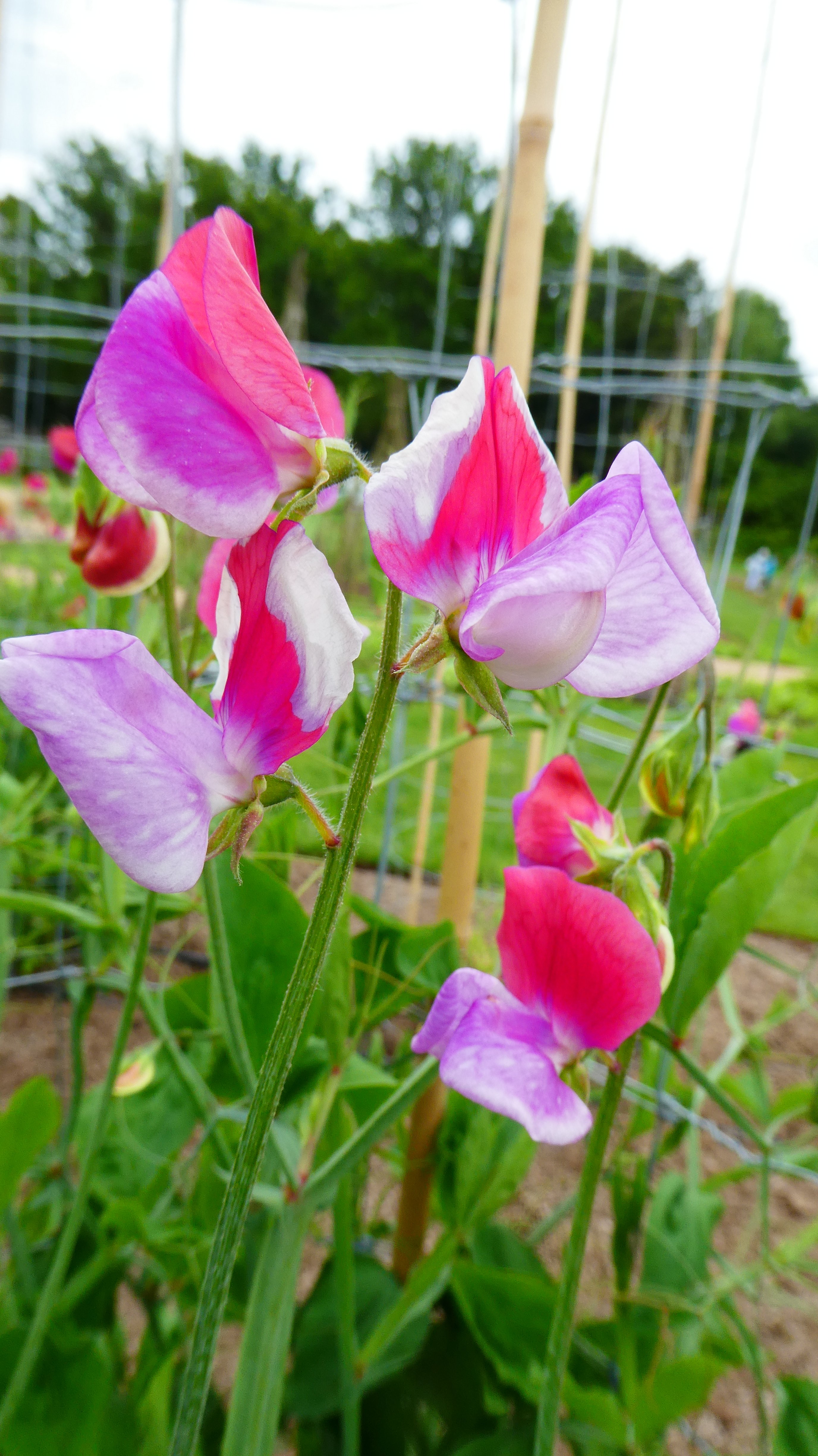 sweet pea 'Lady Turral'