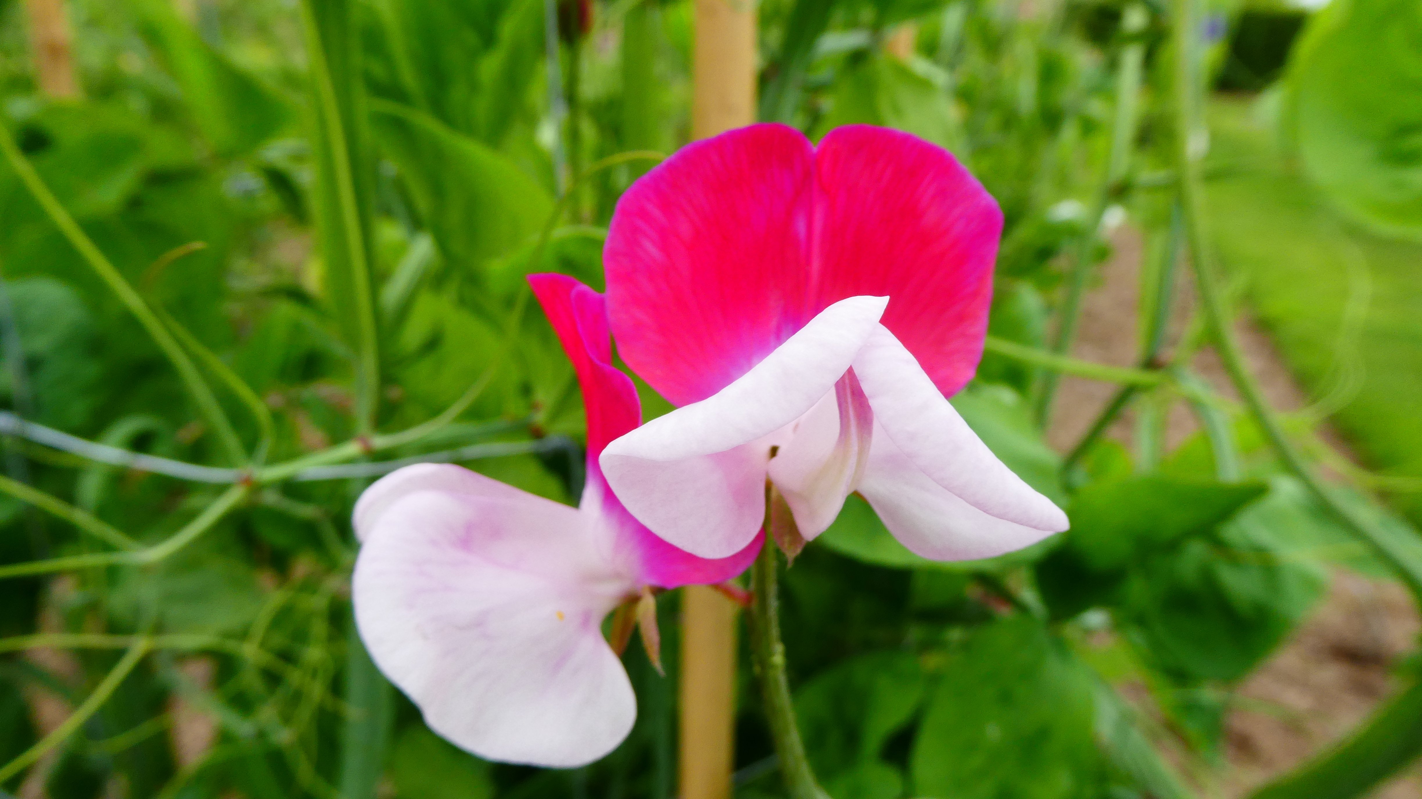 sweet pea 'Little Red Riding Hood'