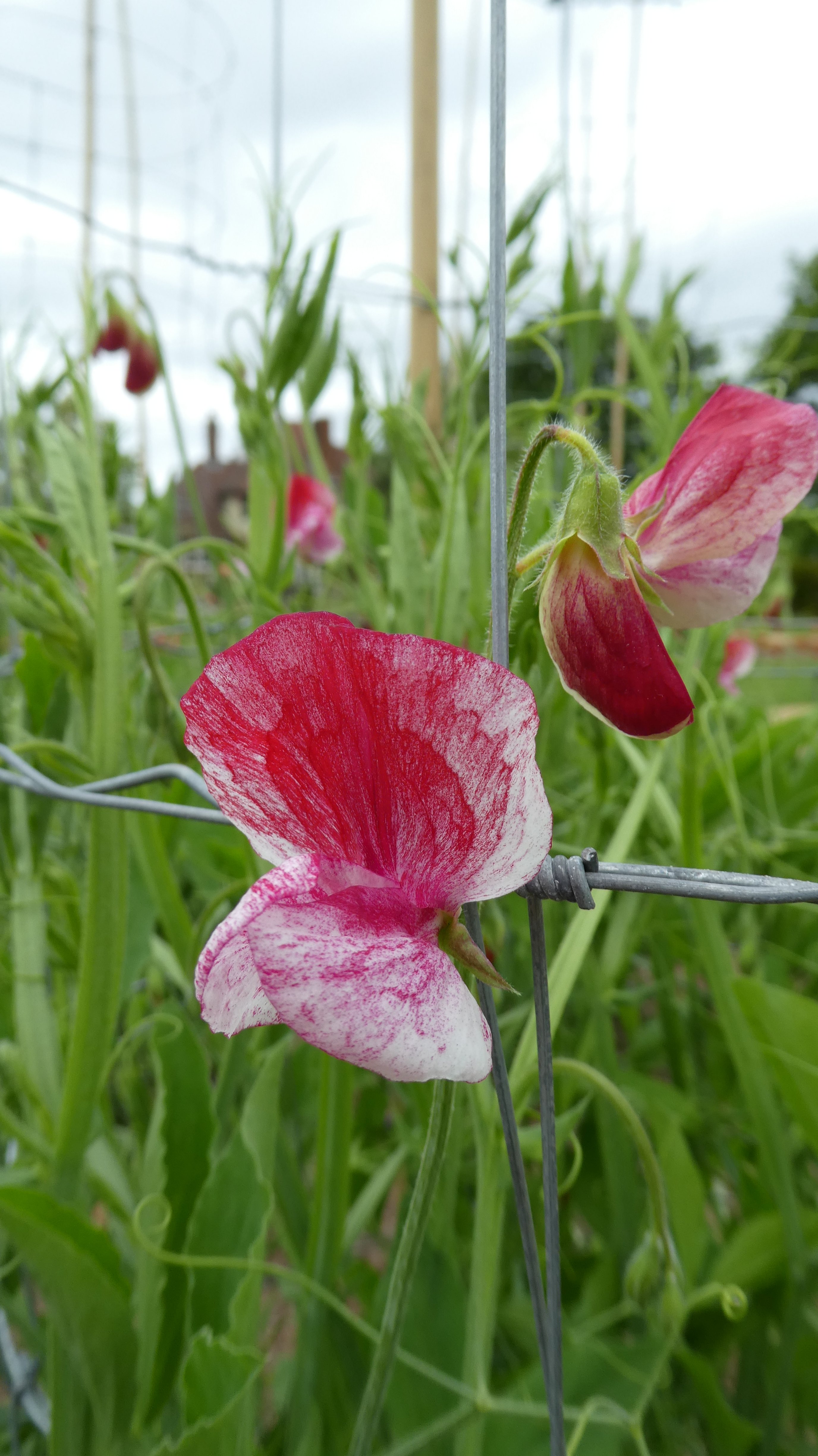 sweet pea 'America'