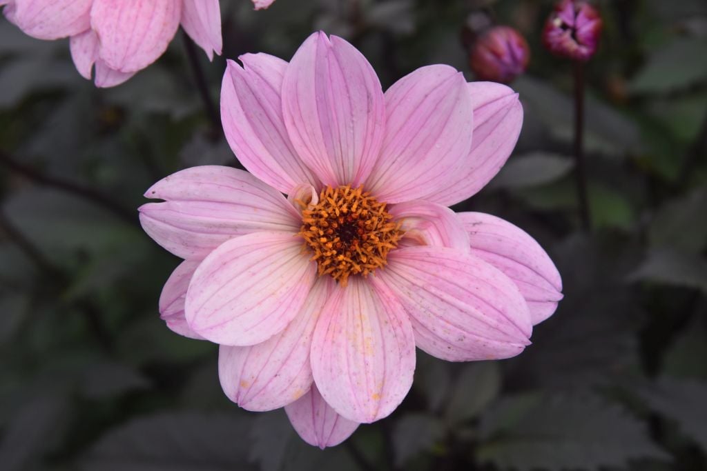 dahlia [Lovely Eyes]