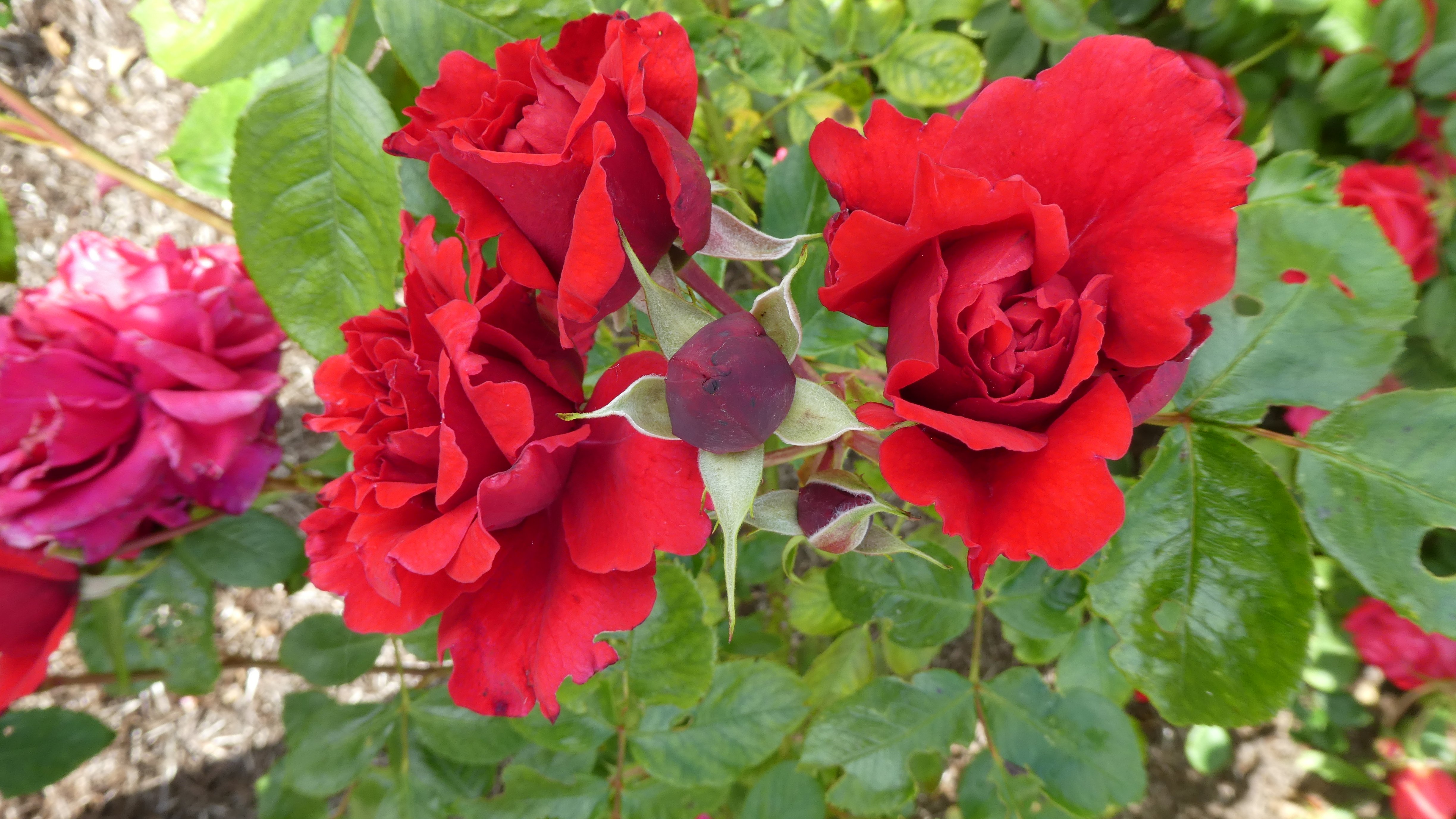 rose [Ely Cathedral]
