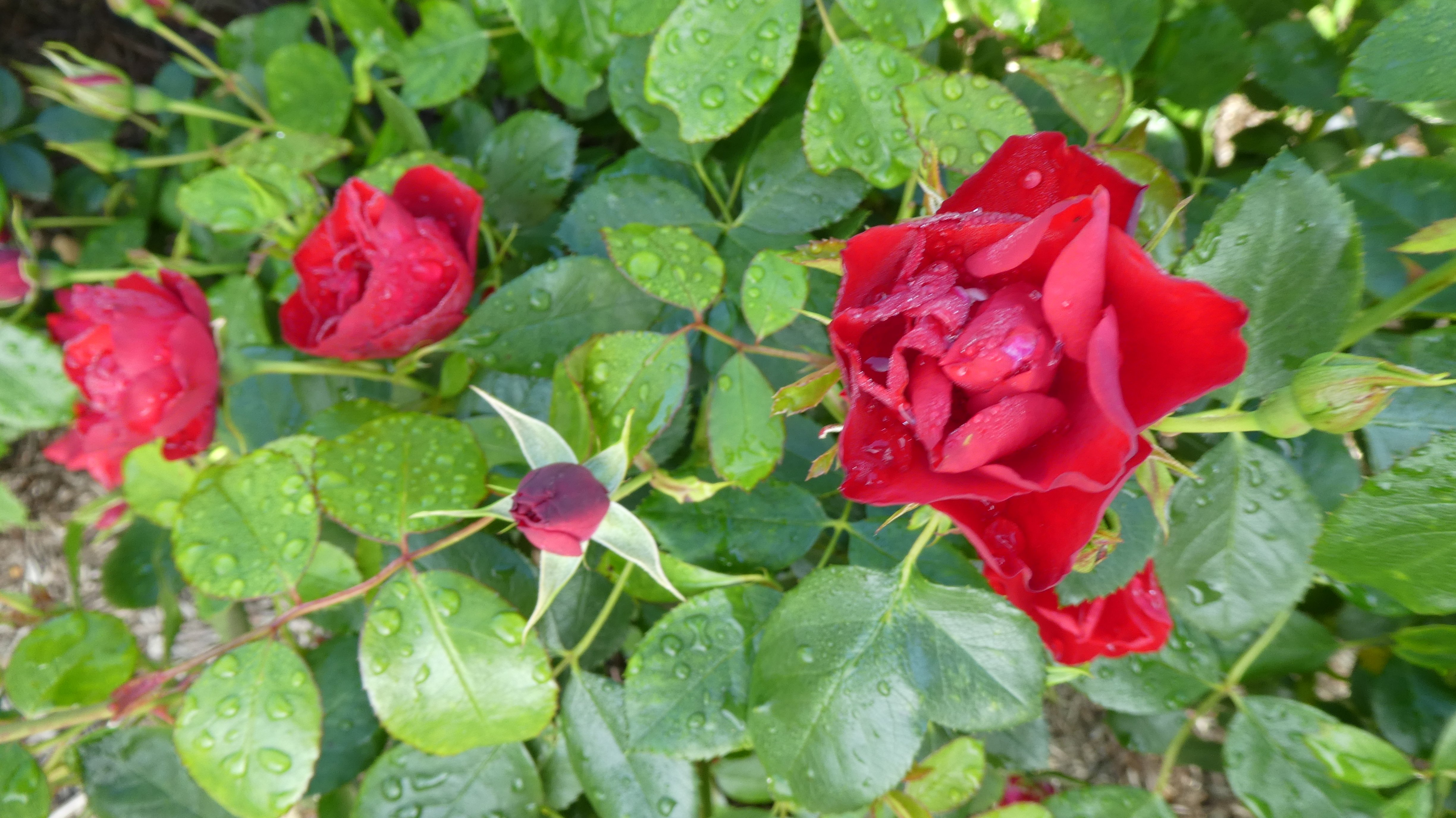 rose [Black Forest Rose]