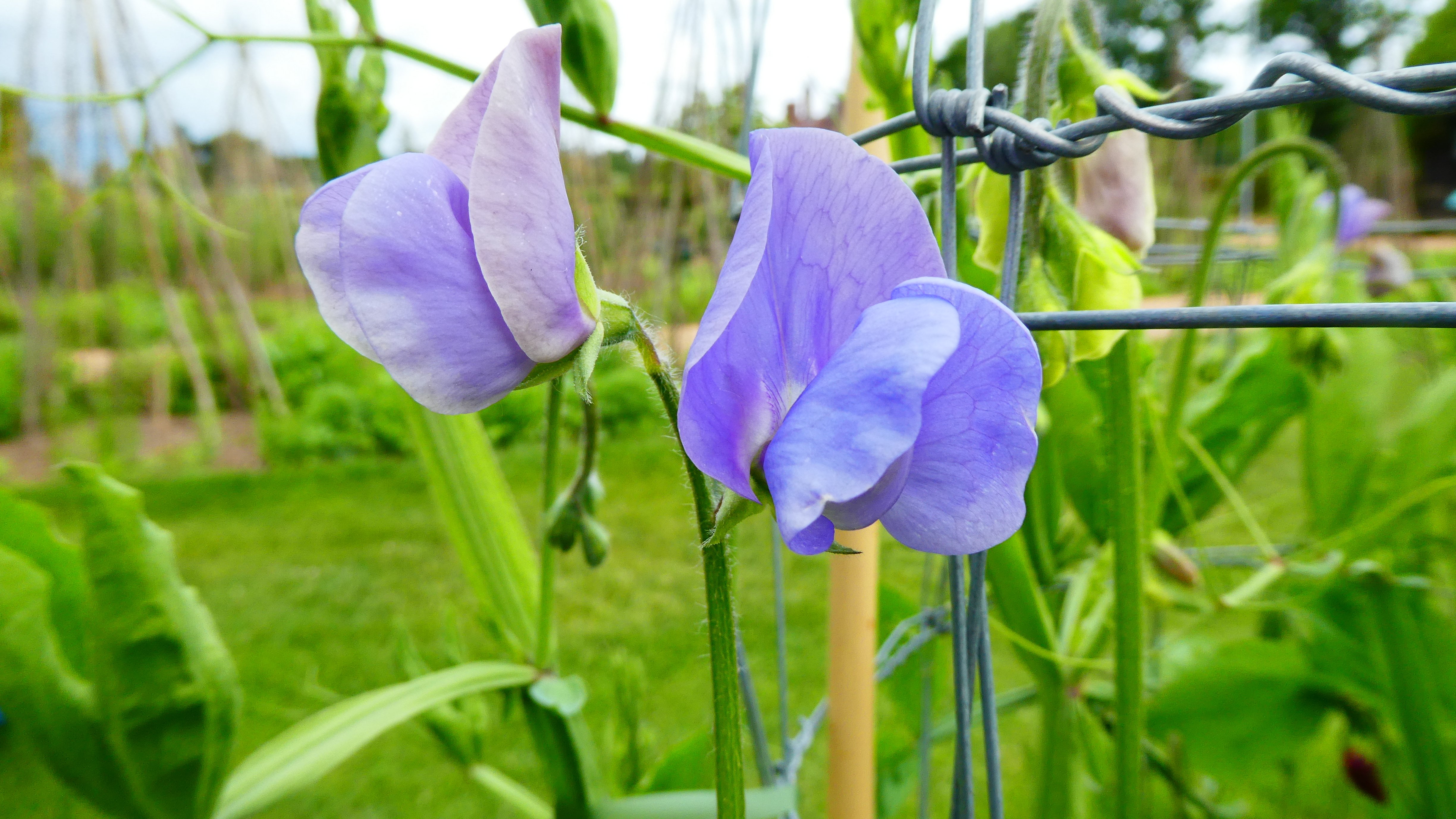 sweet pea 'Nice'