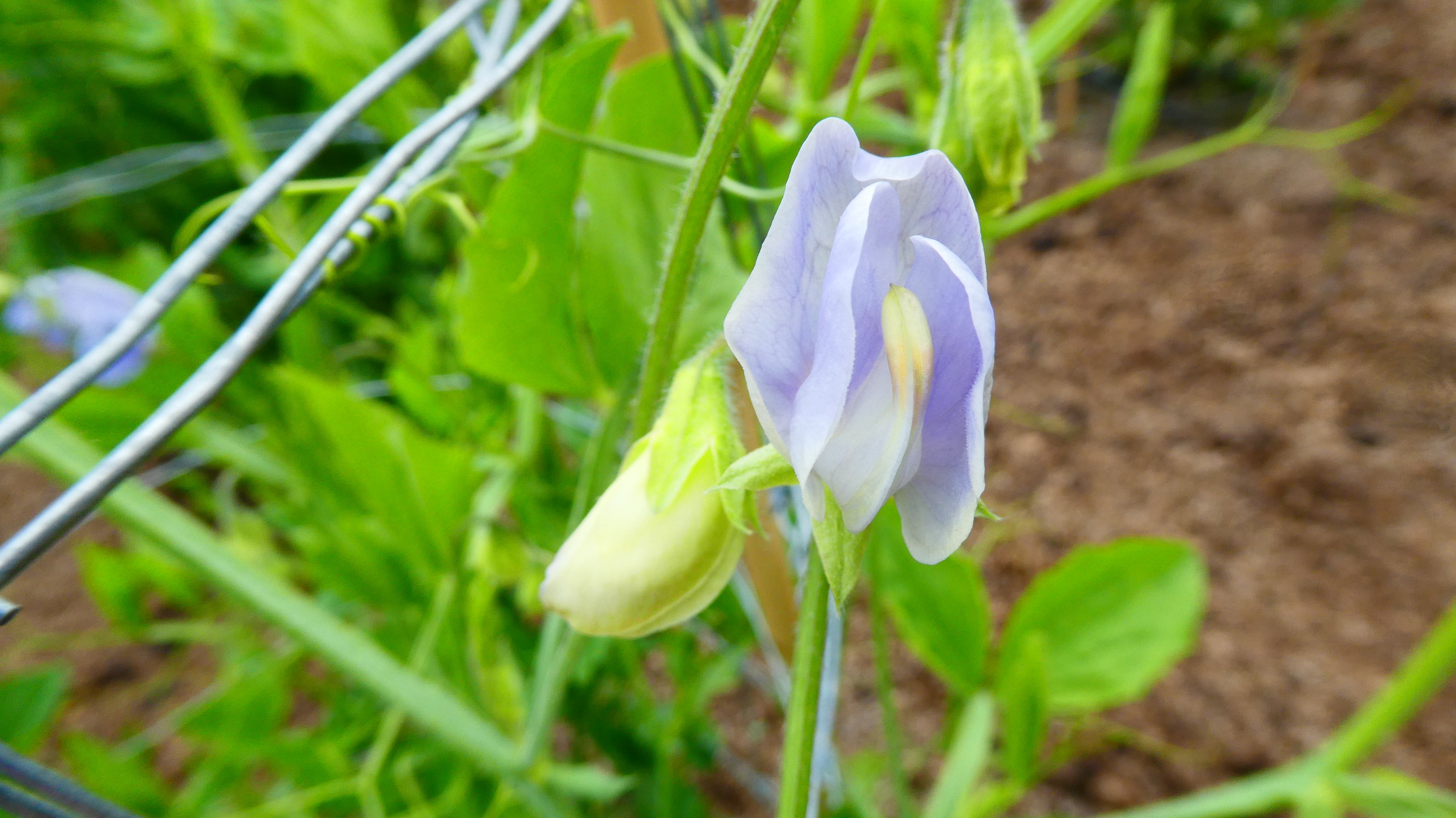 sweet pea 'Flora Norton'