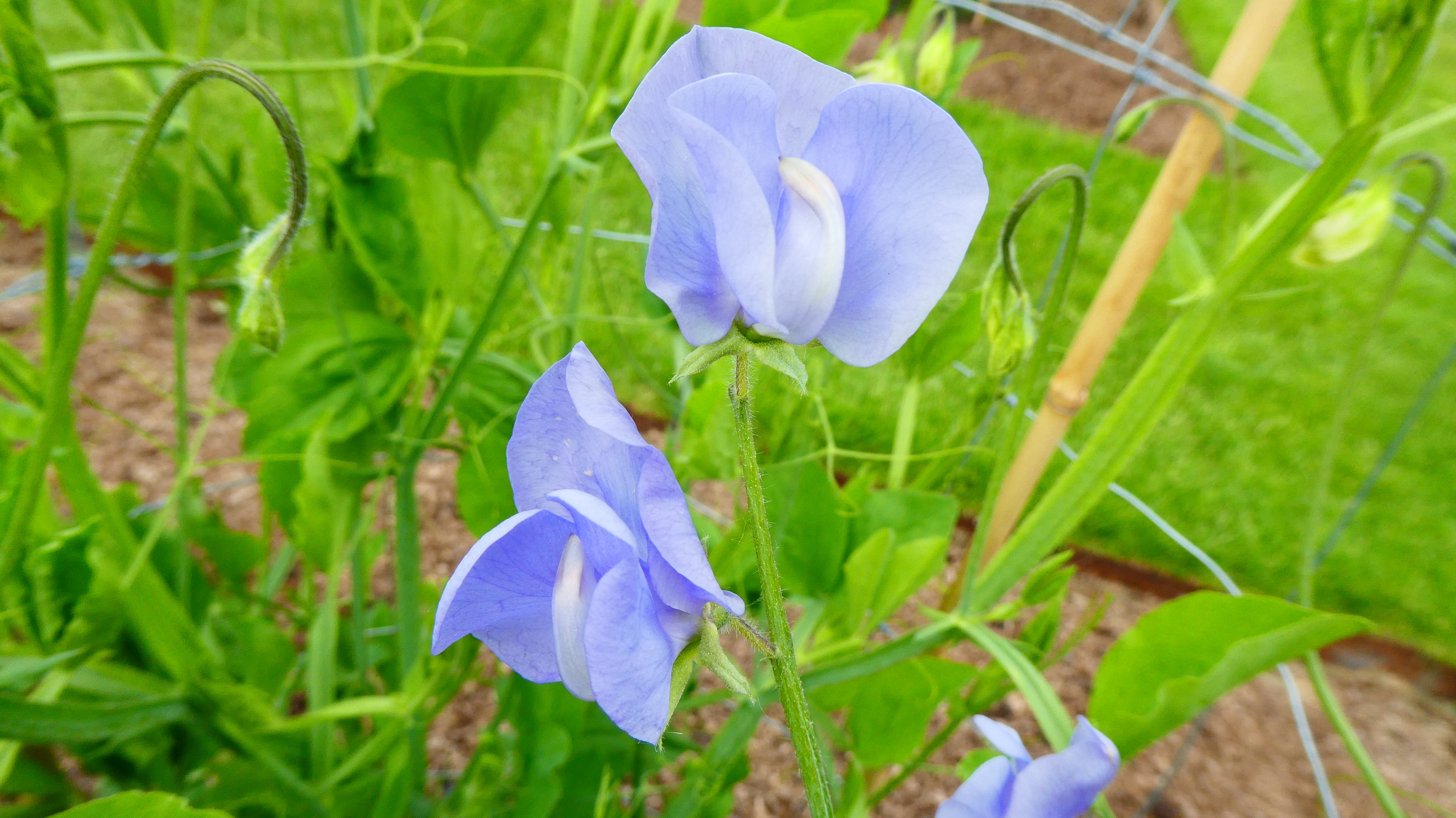 sweet pea 'Flora Norton'