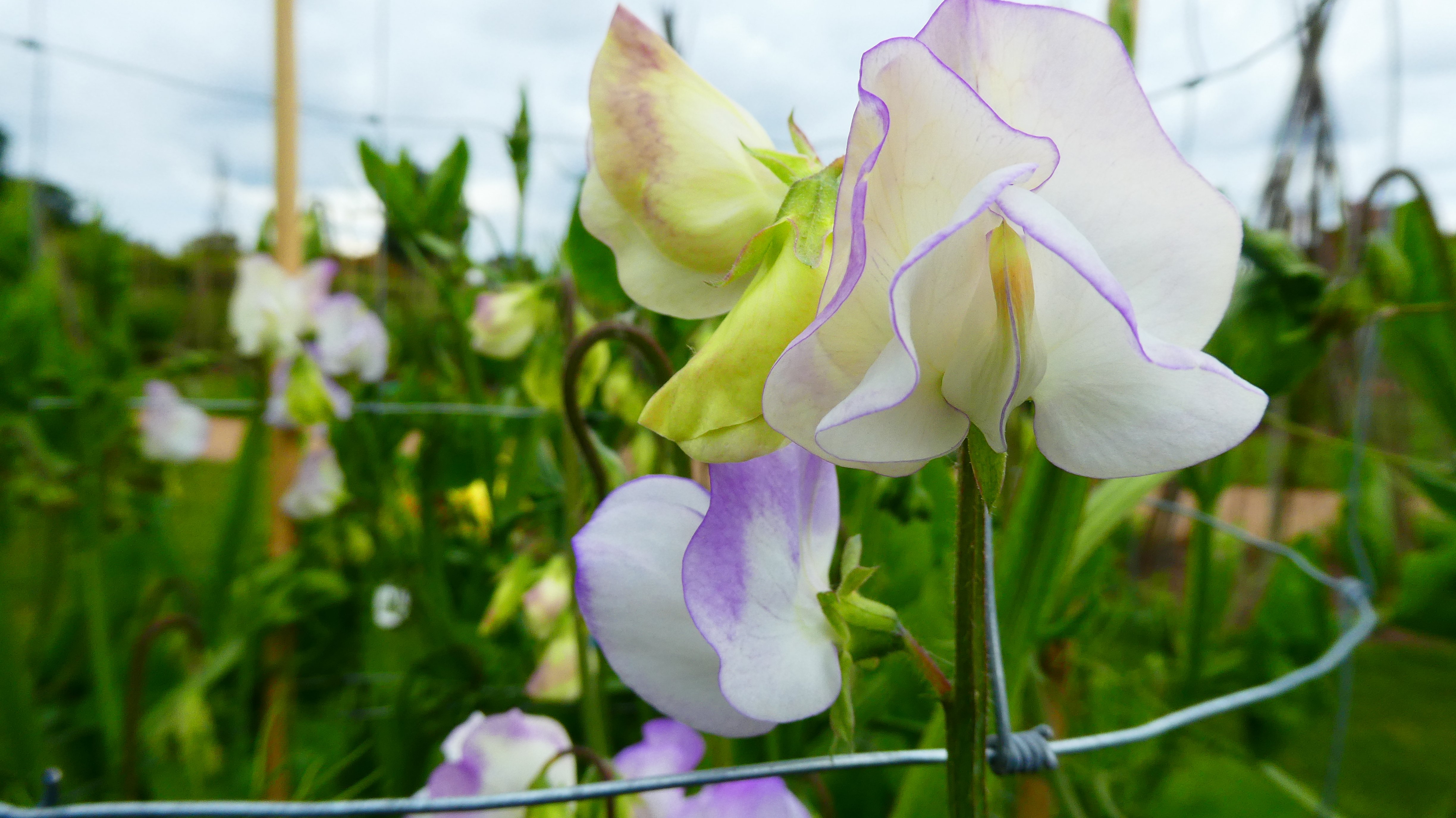 <em>Lathyrus</em> <em>odoratus</em> 'Albutt Blue'