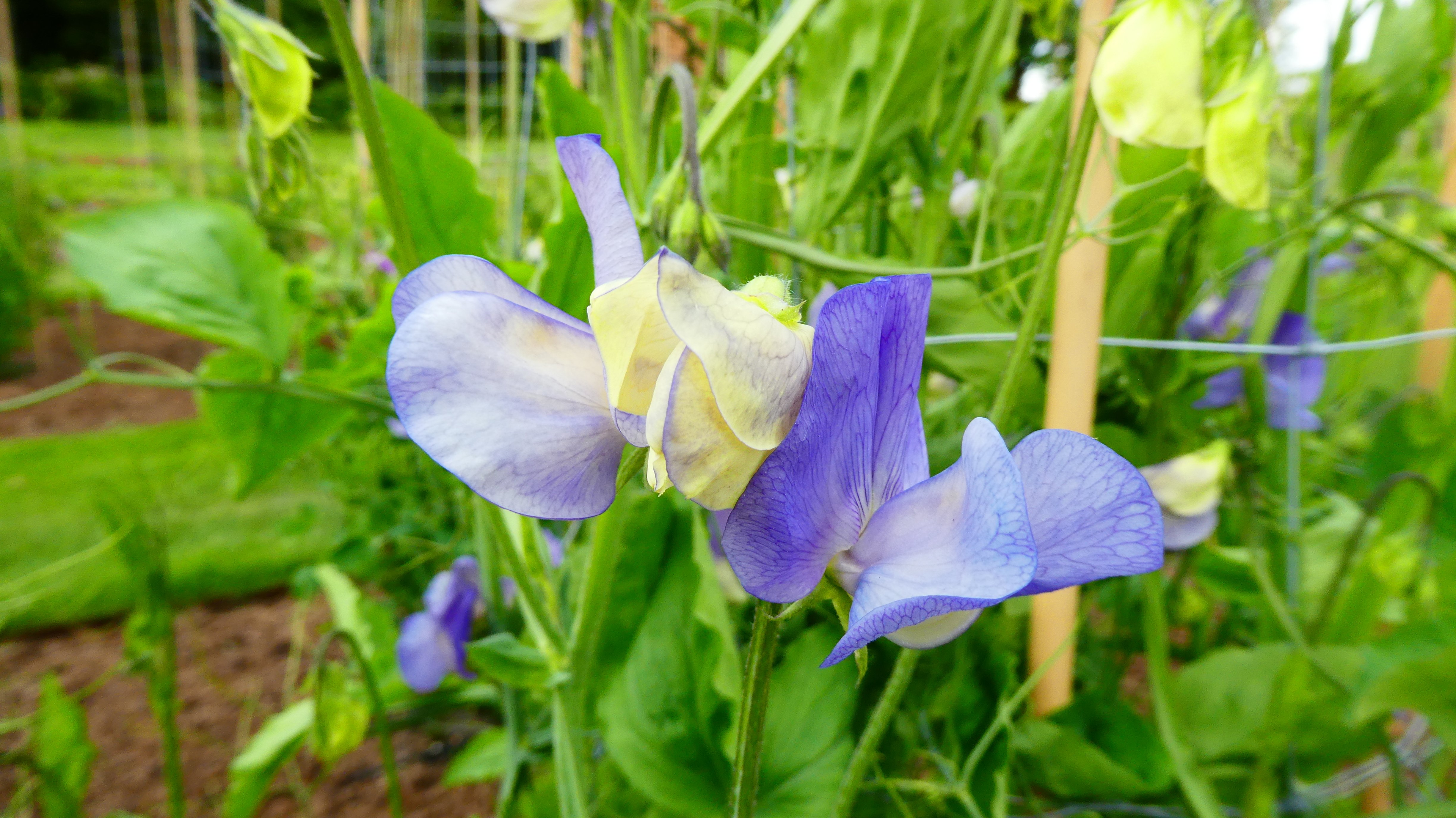 sweet pea 'Kingfisher'