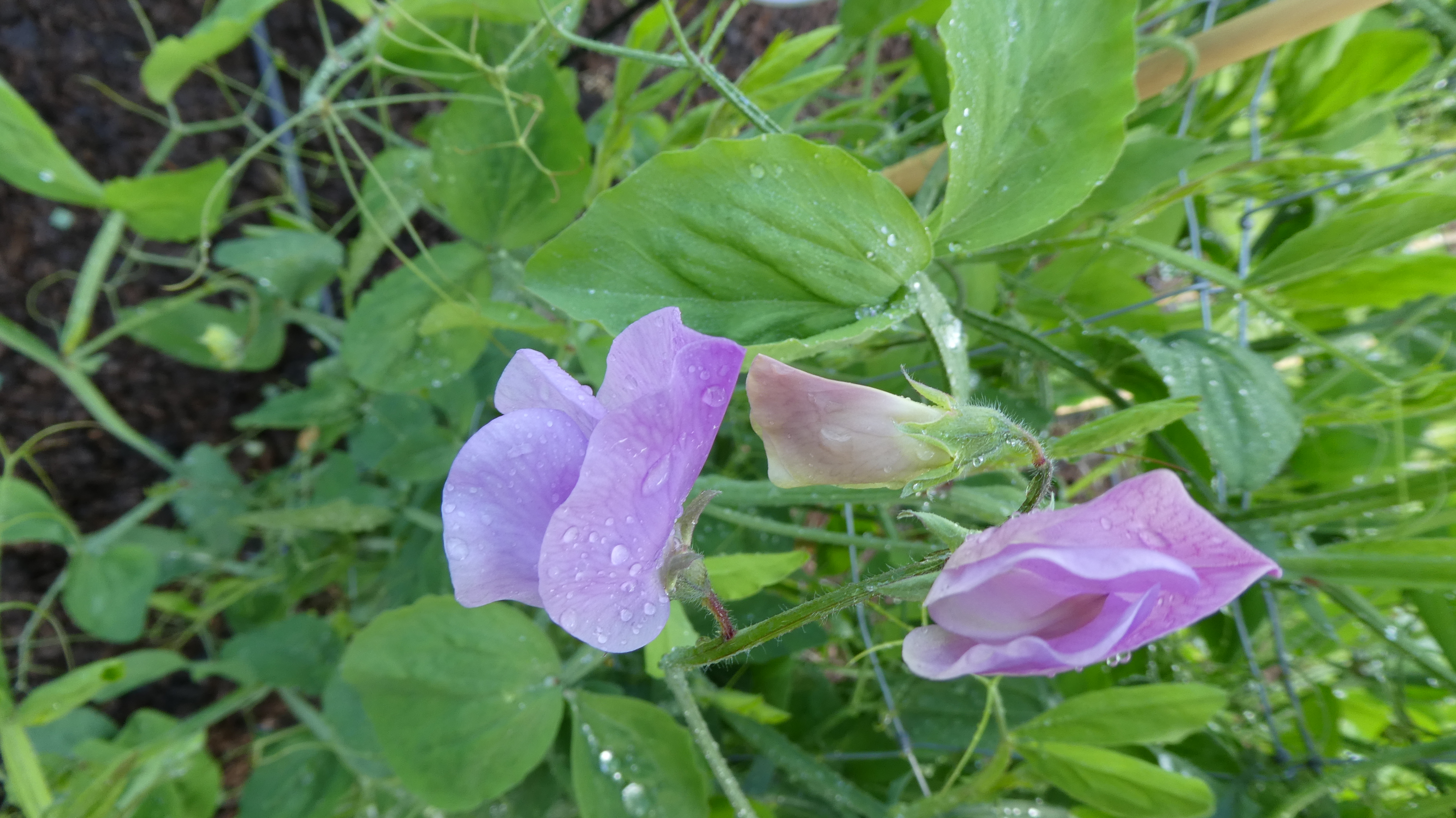 <i>Lathyrus</i> <i>odoratus</i> 'Astrid'