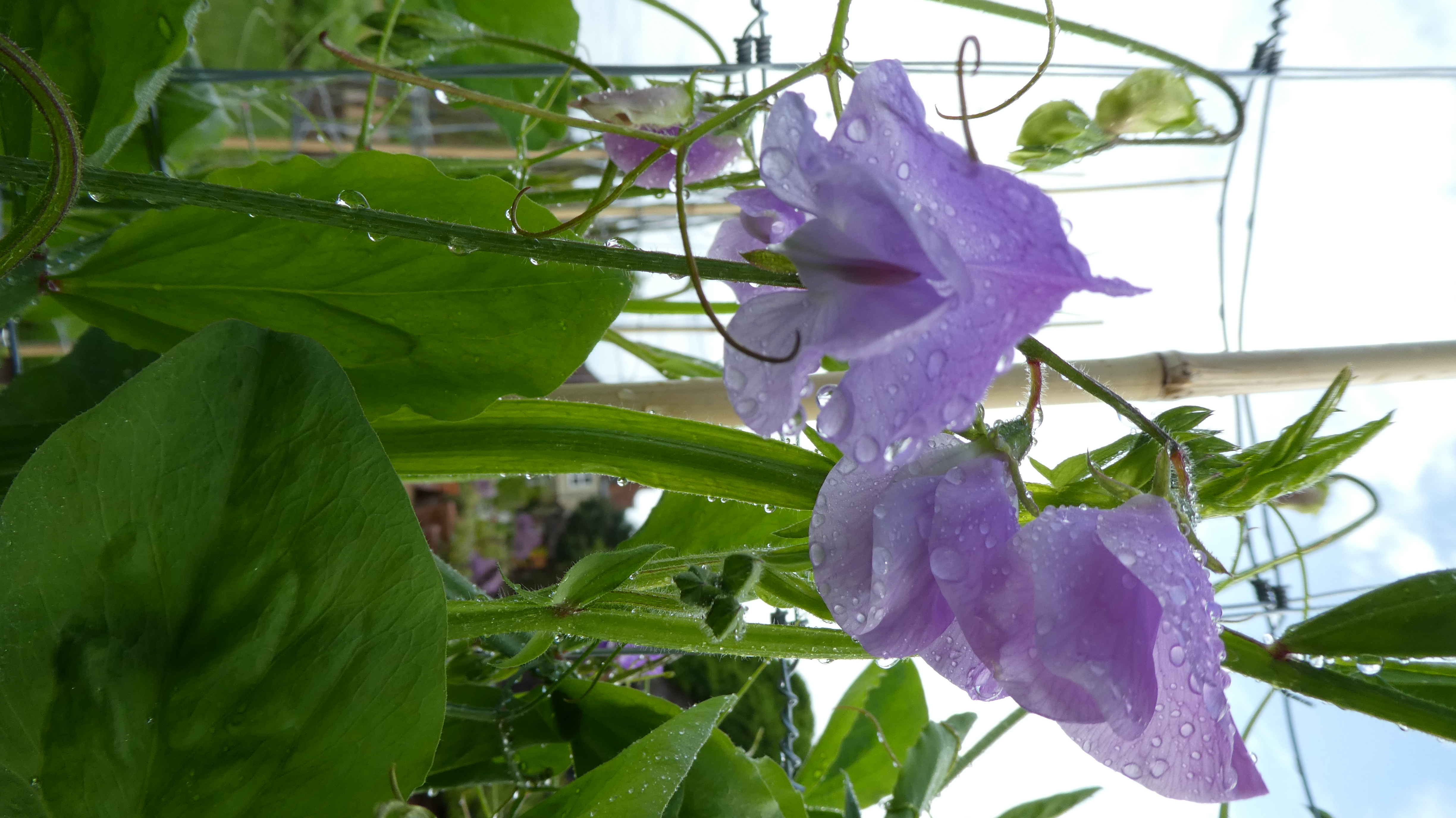 <i>Lathyrus</i> <i>odoratus</i> 'Astrid'