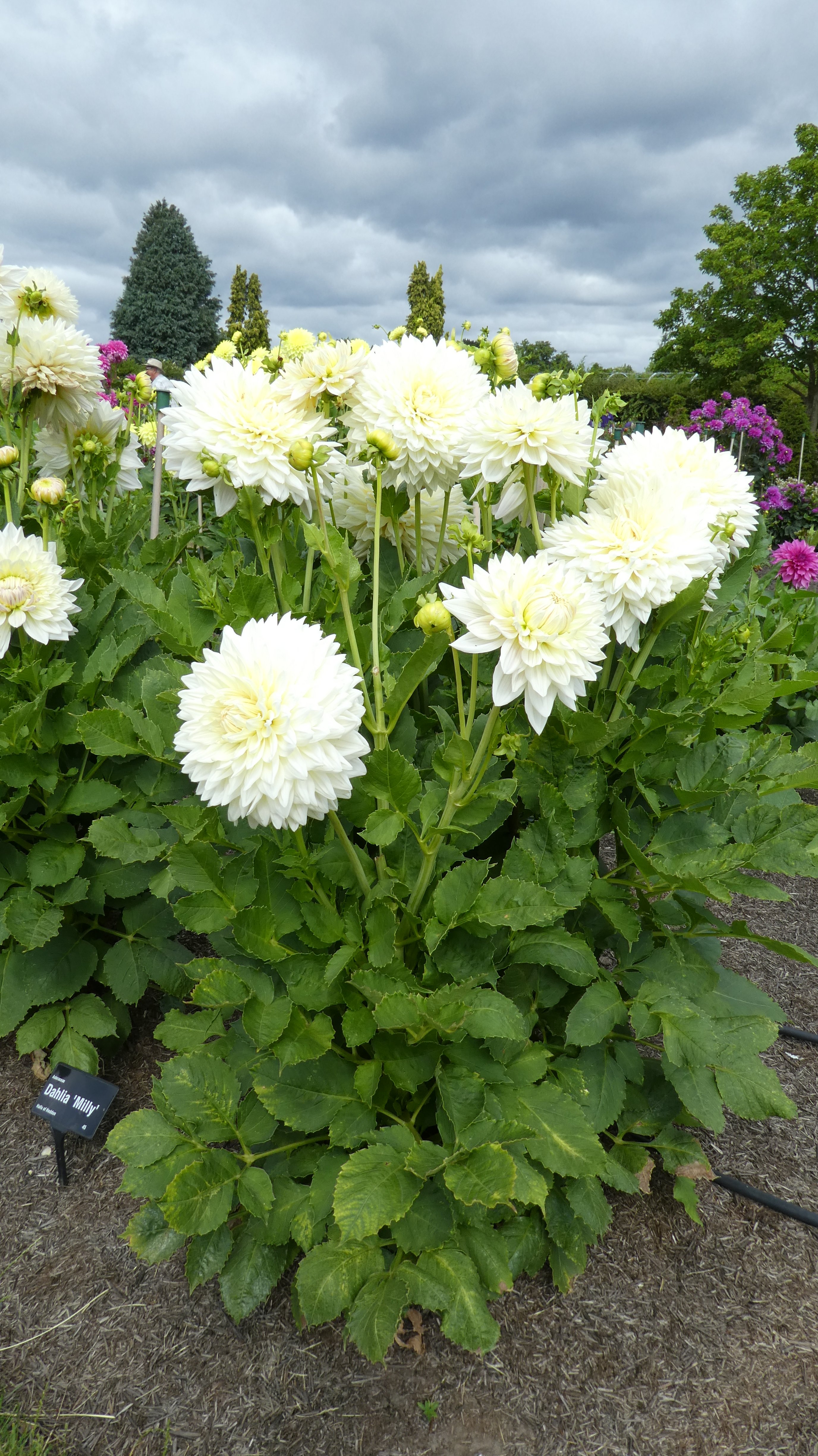<i>Dahlia</i> 'Milly' (D)