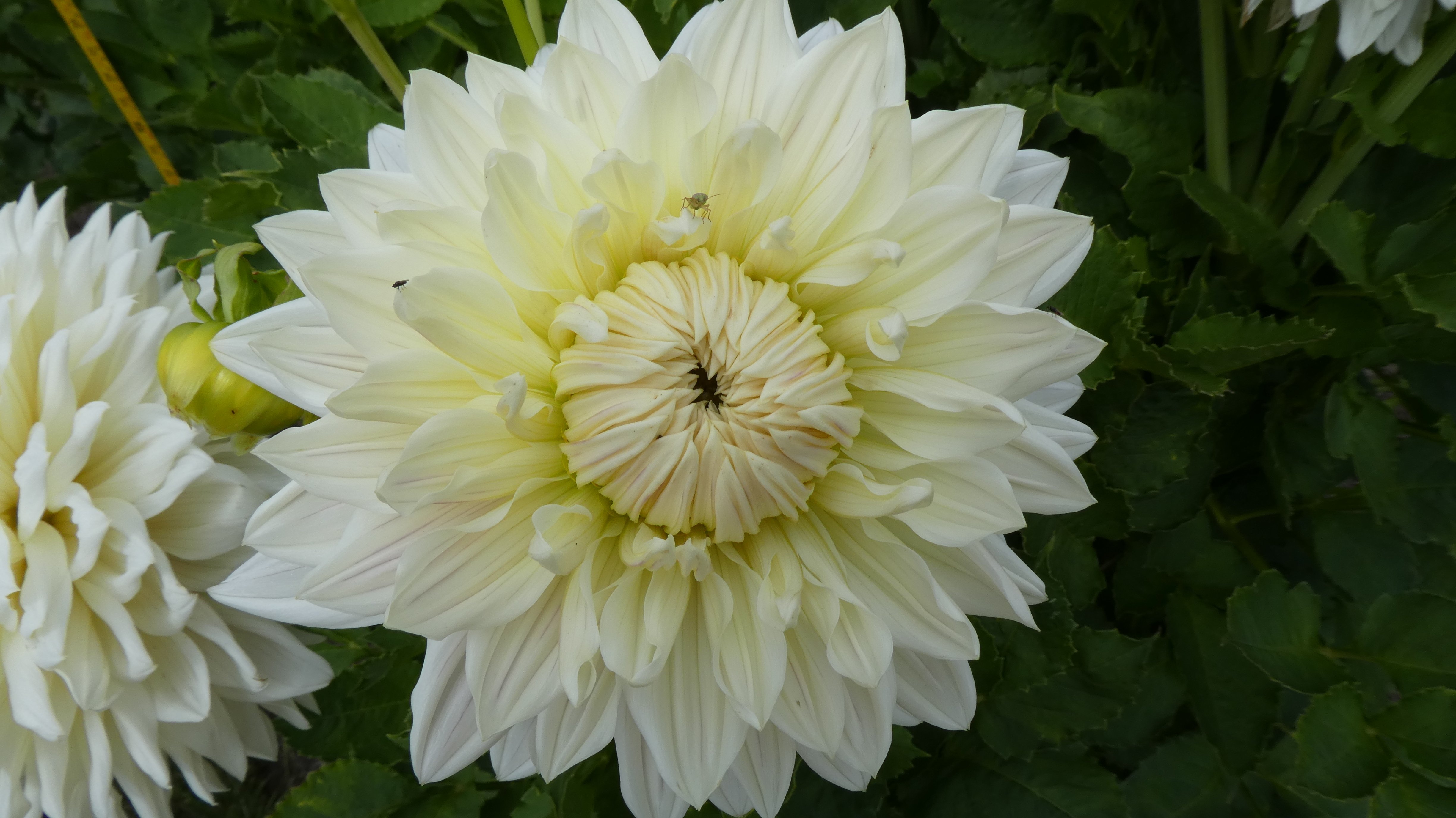 <i>Dahlia</i> 'Milly' (D)