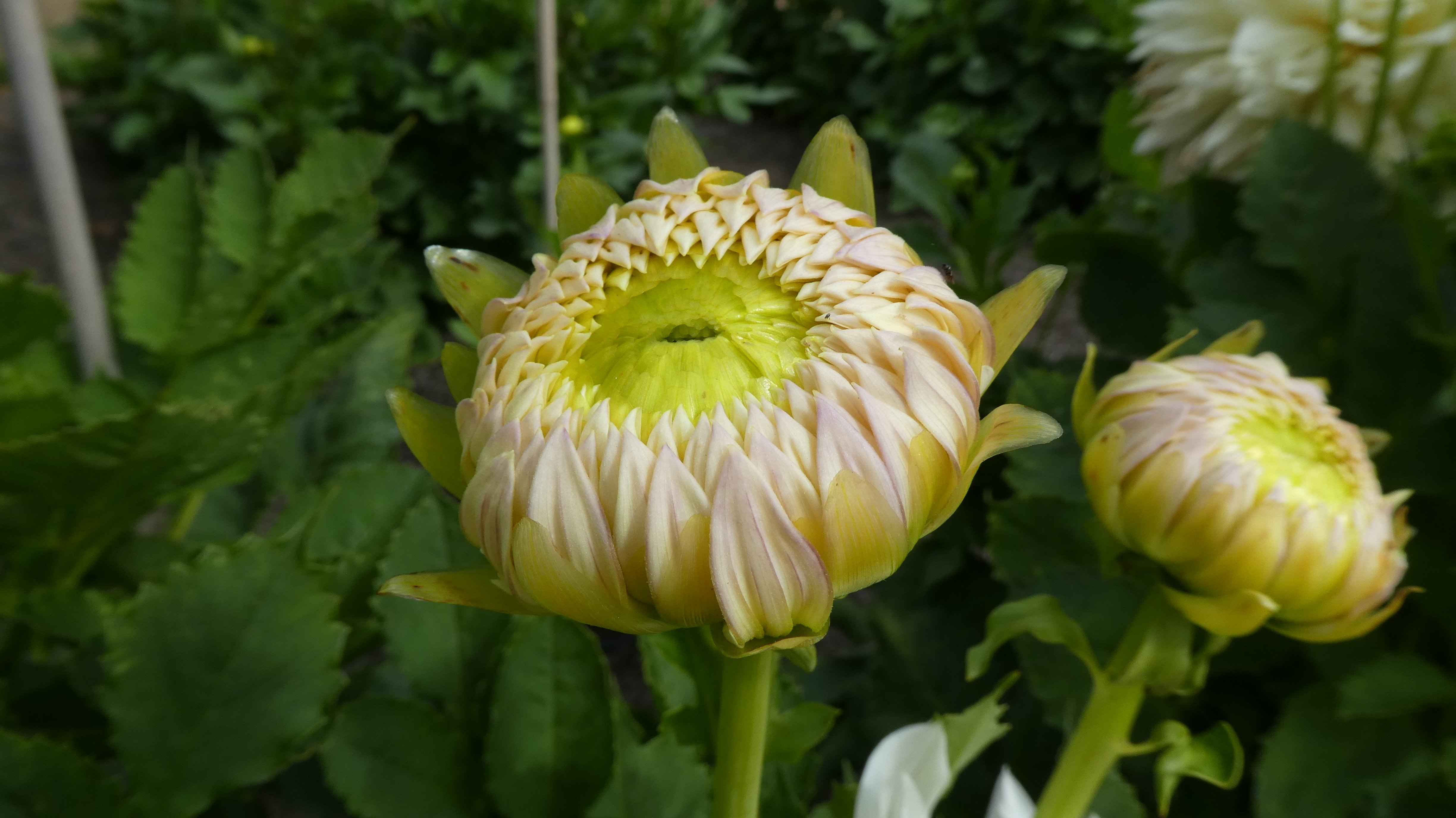 <i>Dahlia</i> 'Milly' (D)