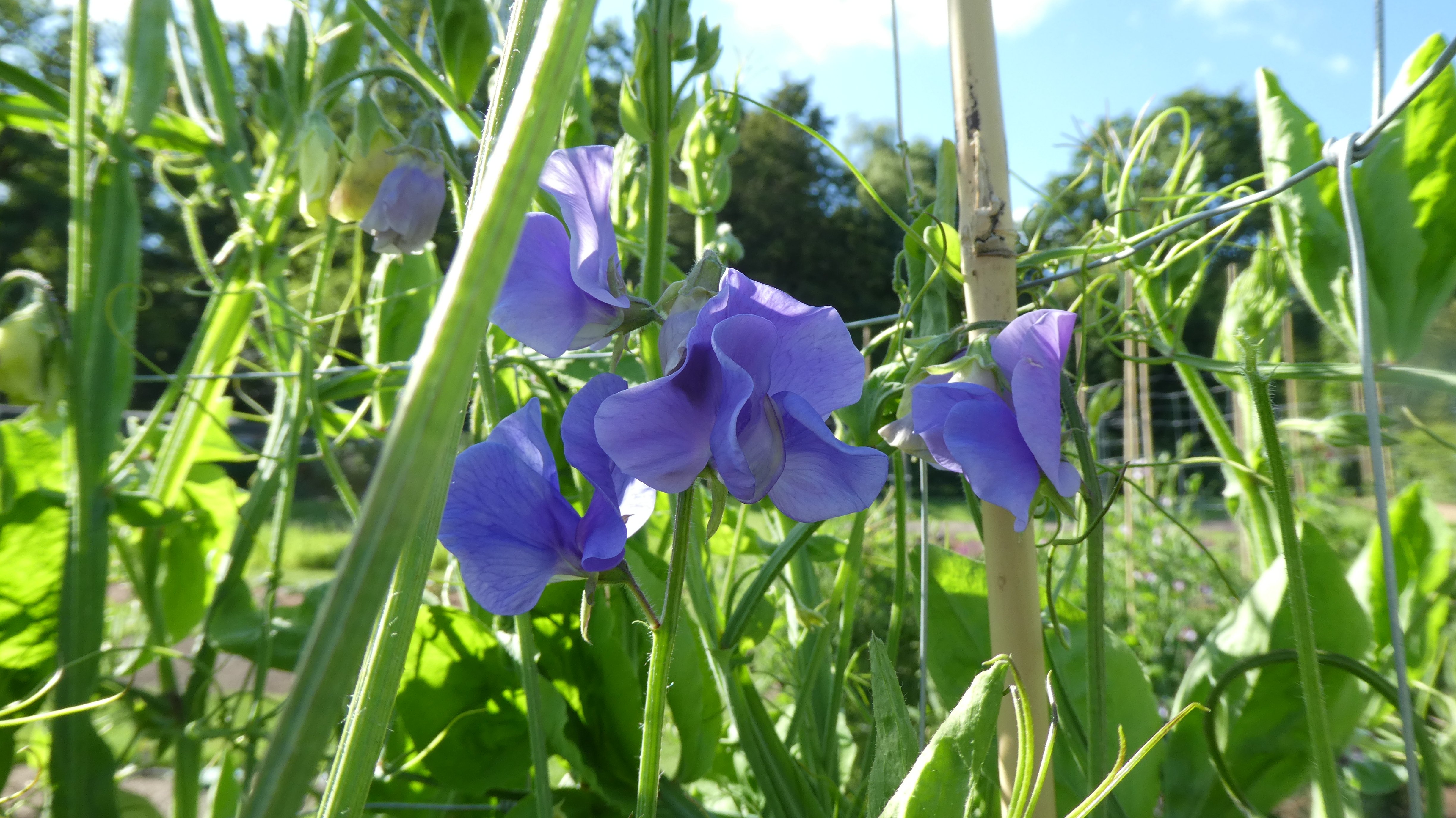 <em>Lathyrus</em> 'Adorabel'