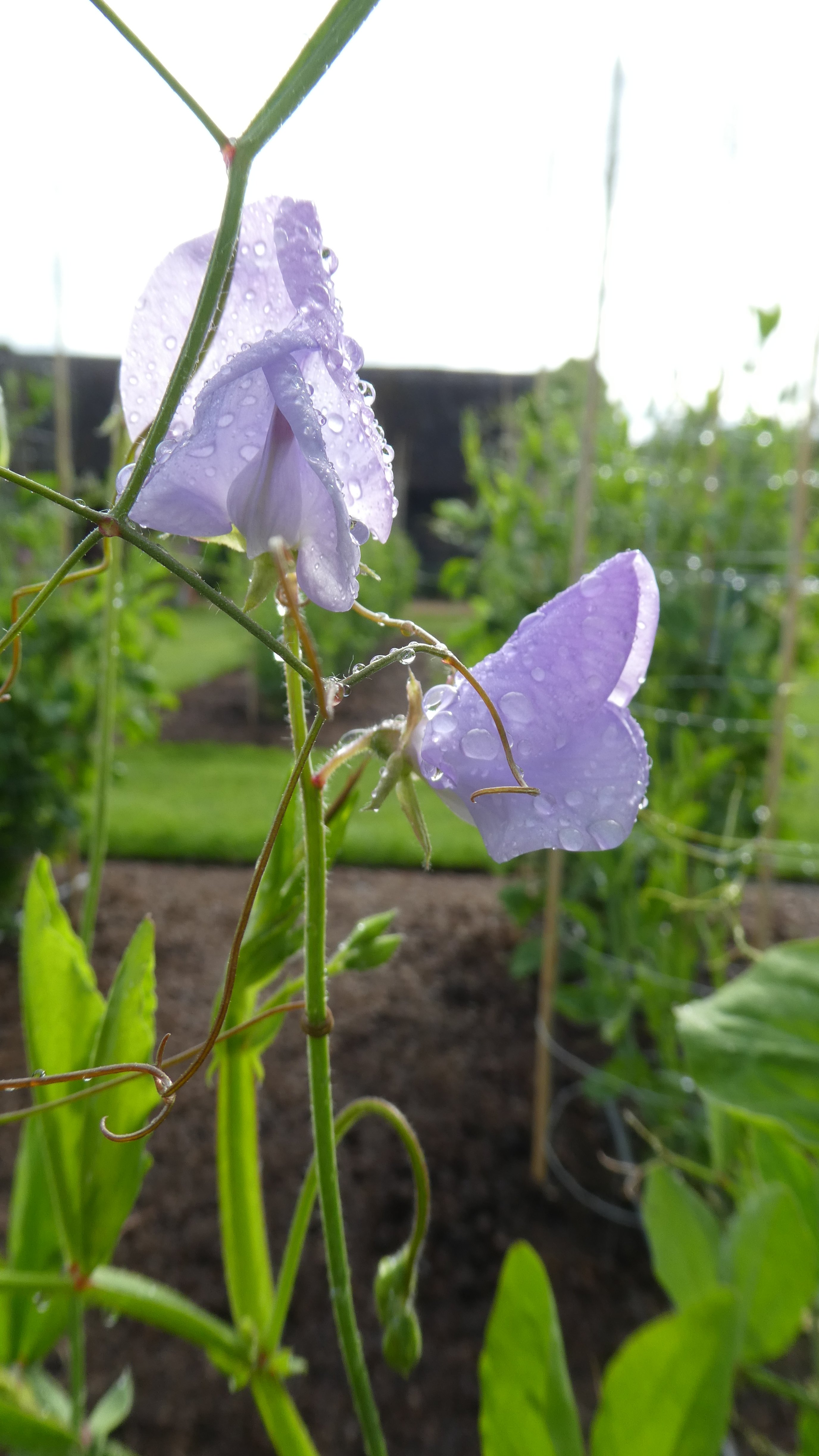 sweet pea 'Lady Grisel Hamilton'