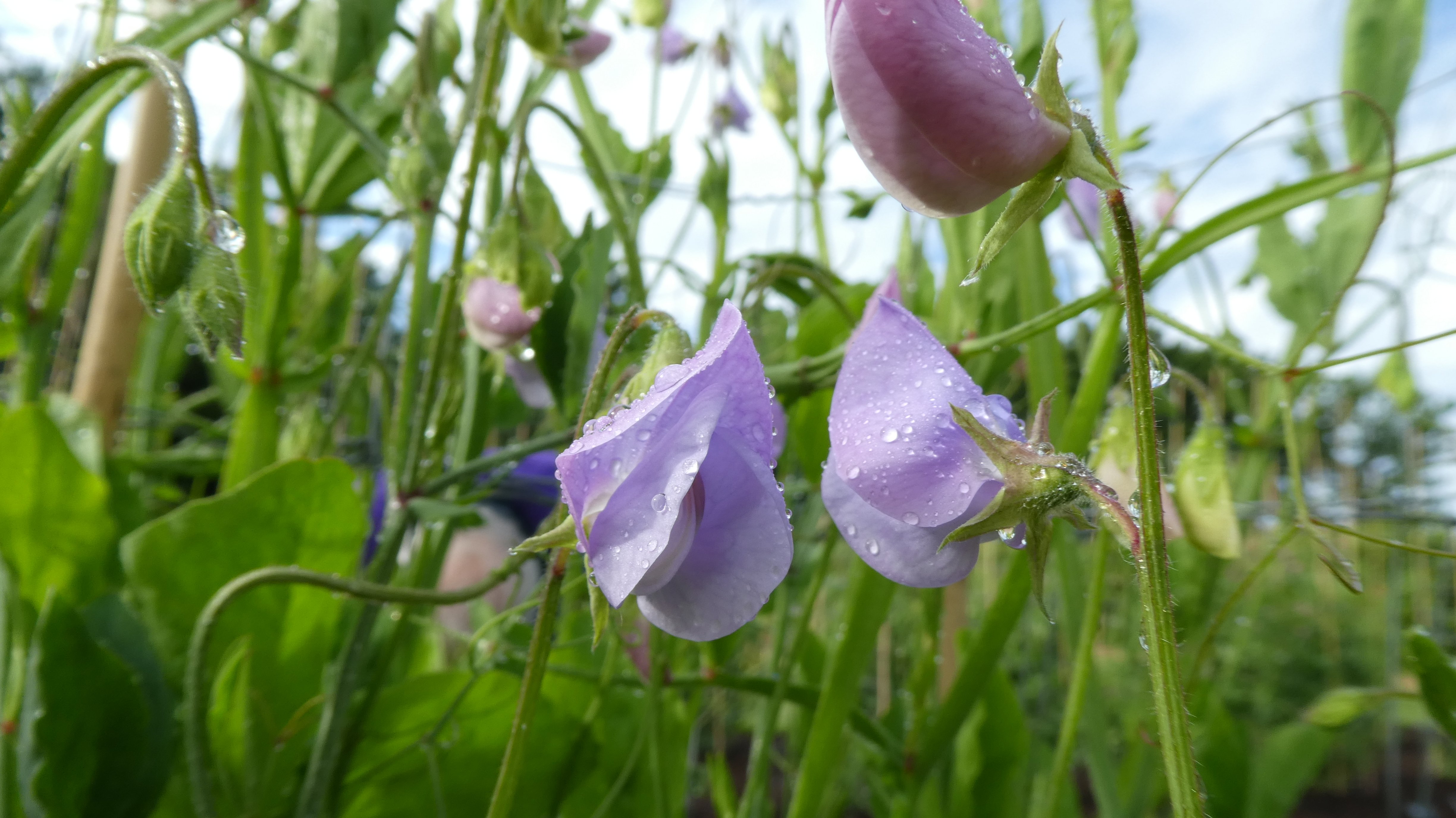 sweet pea 'Lady Grisel Hamilton'