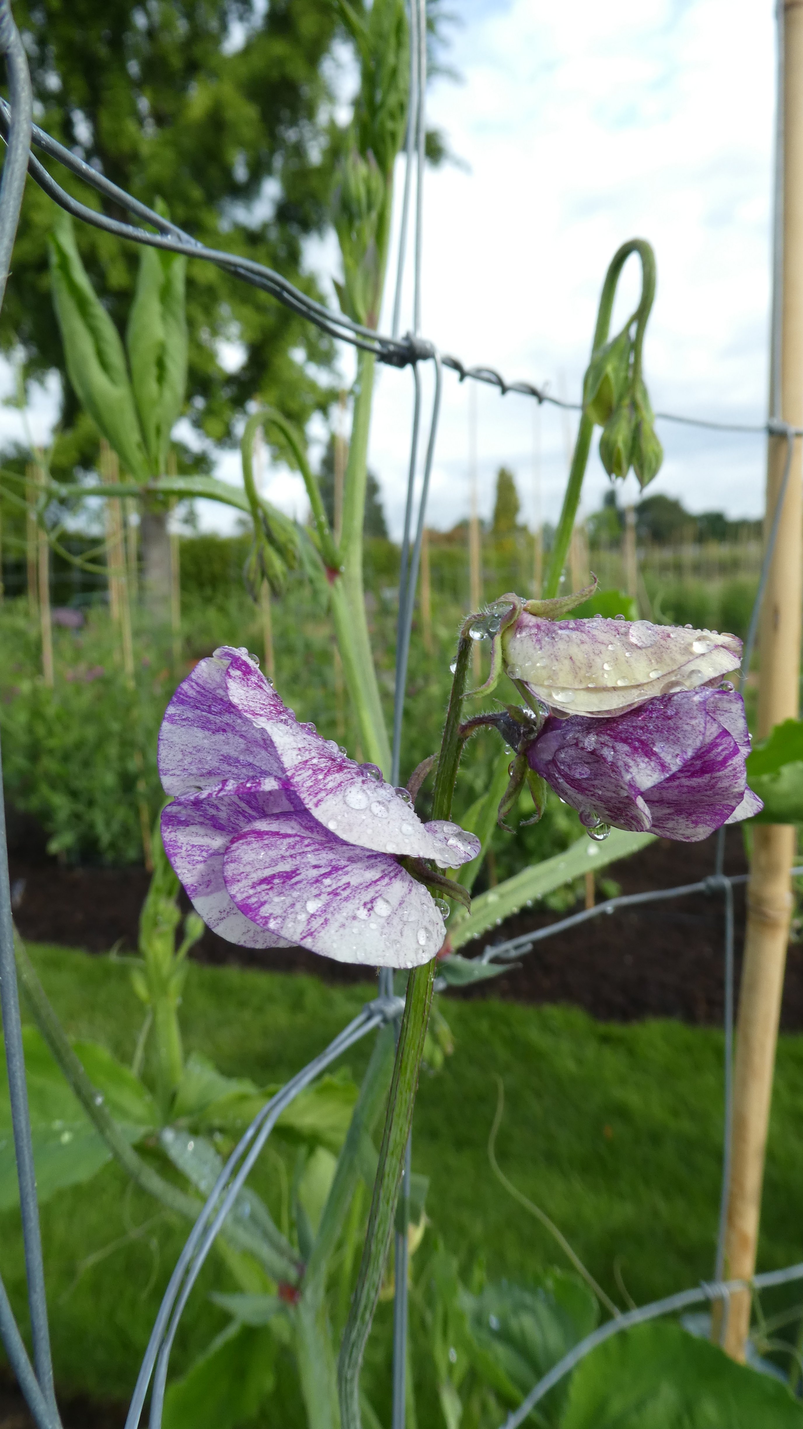 sweet pea 'Princess of Wales'