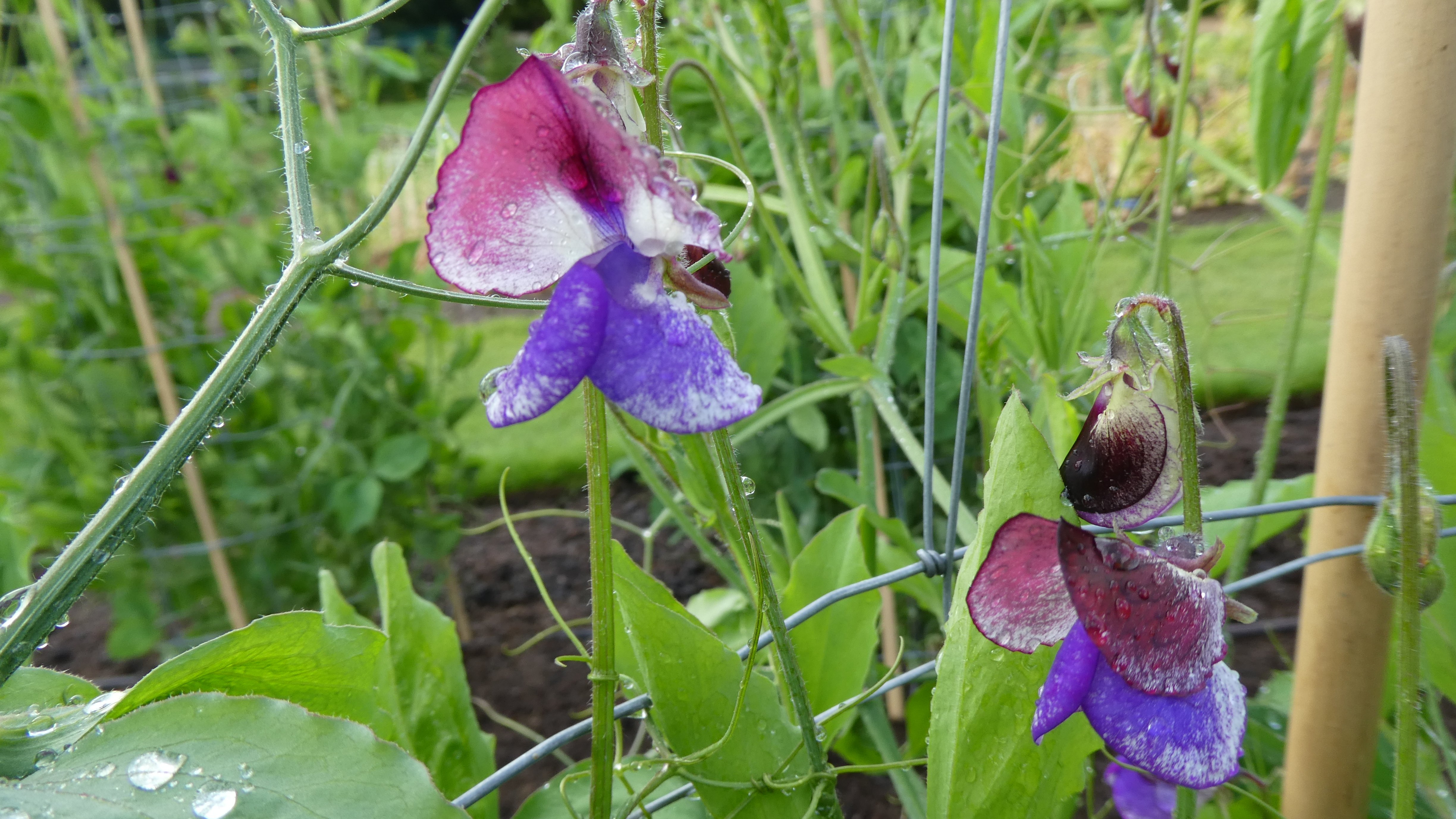 sweet pea 'Three Times As Sweet'
