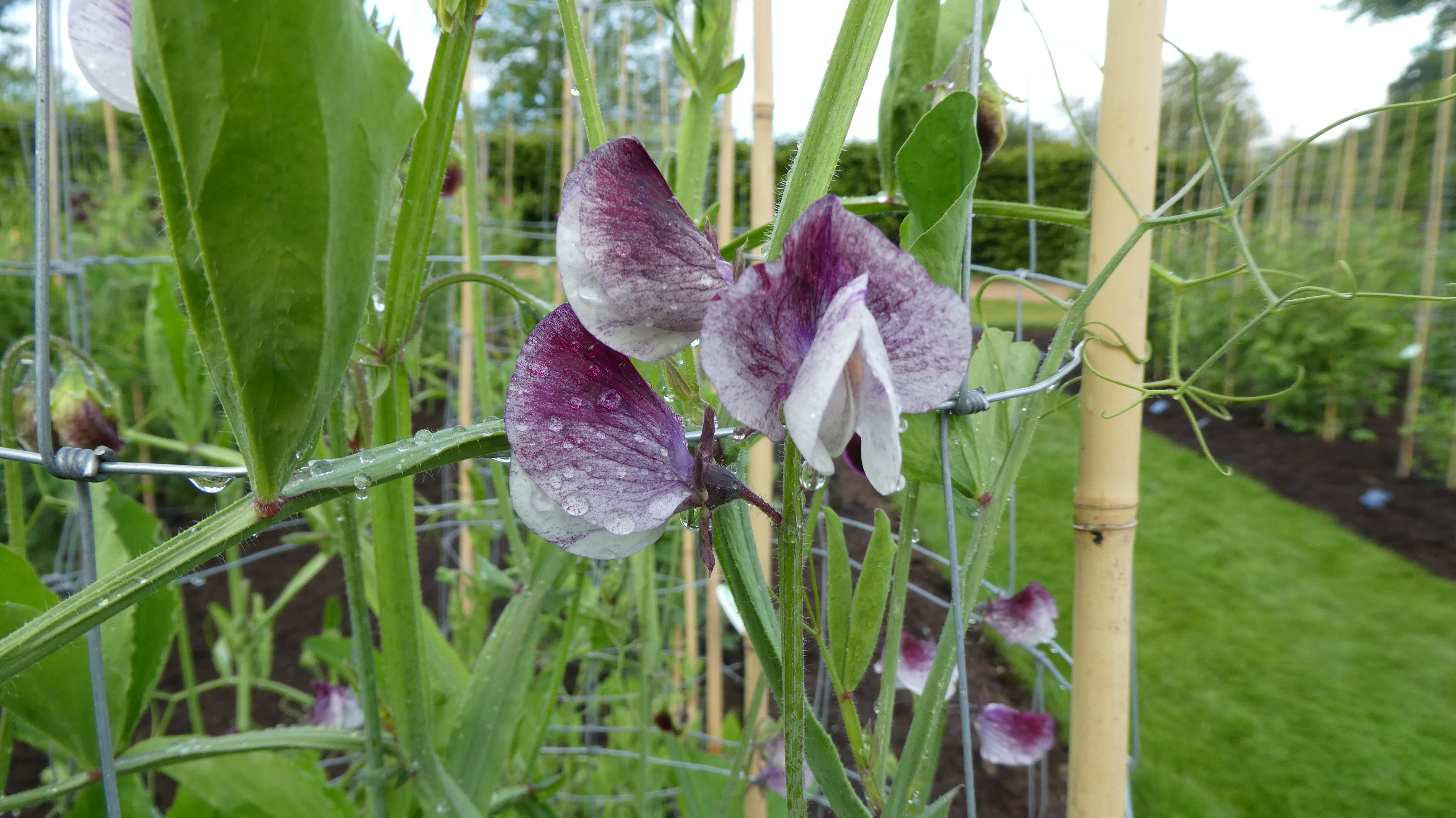 sweet pea 'Senator'