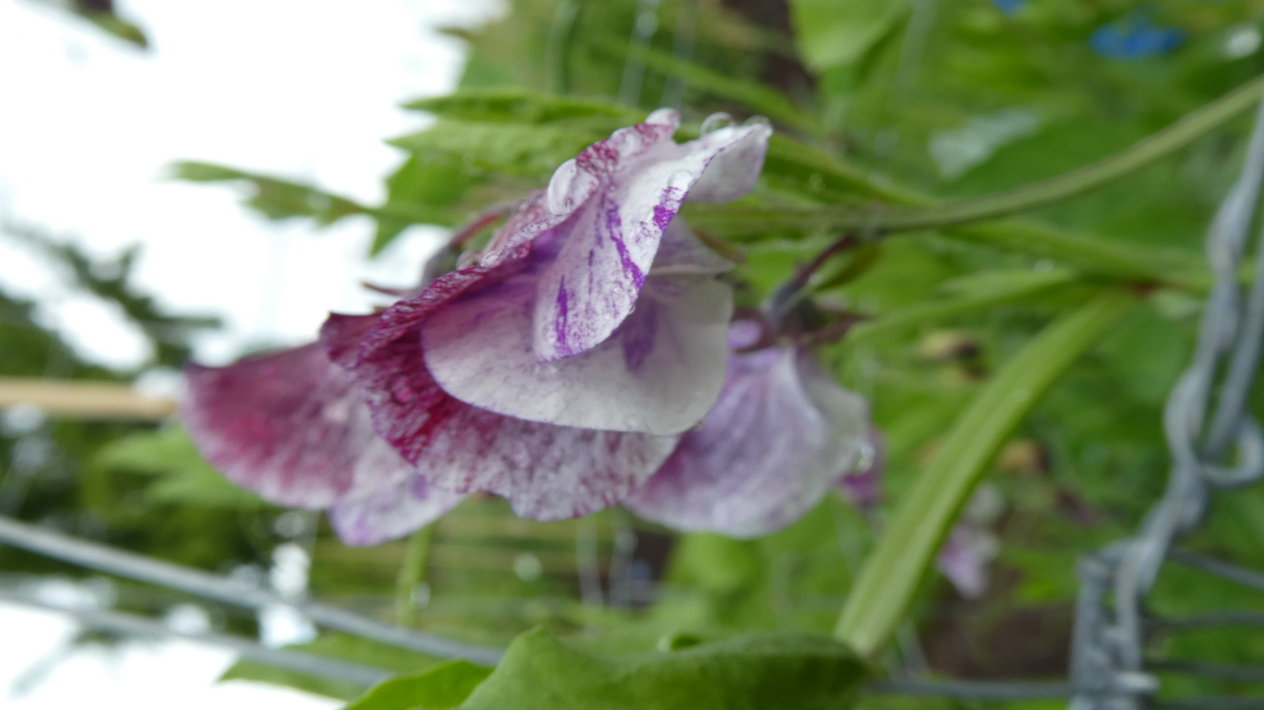 sweet pea 'Senator'