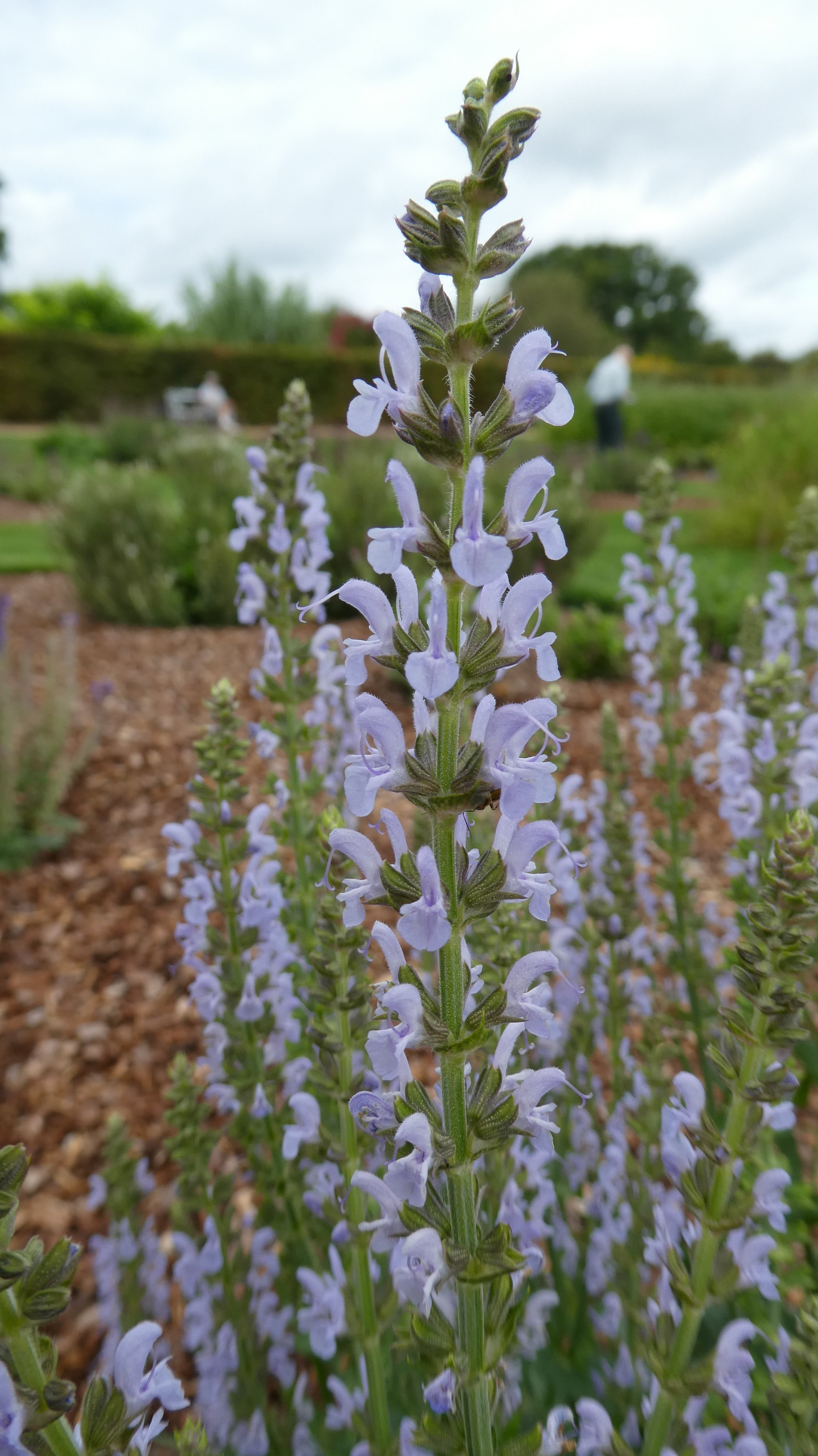 wood sage 'Bumblesky'