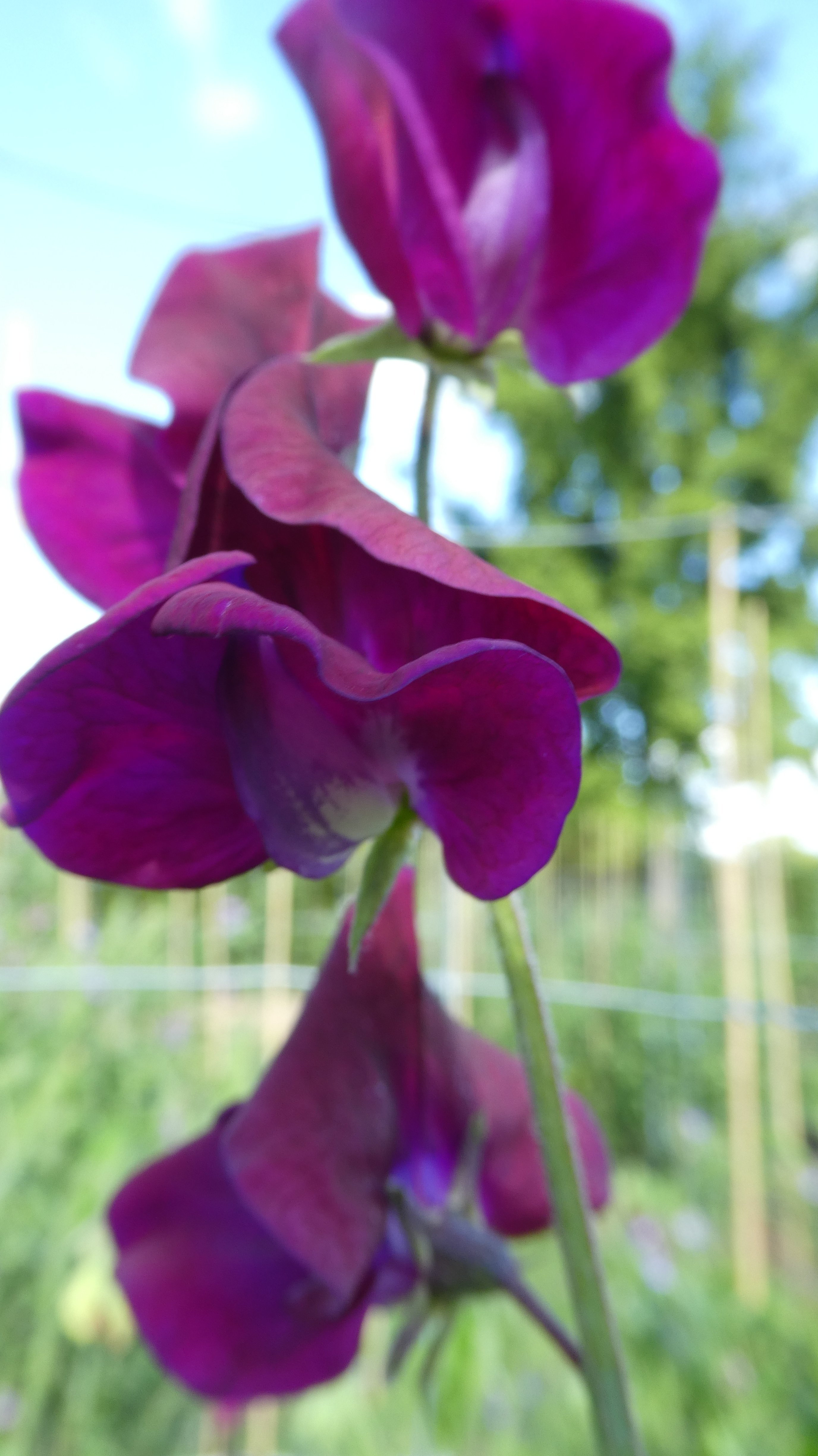 sweet pea 'Dr Robert Uvedale'