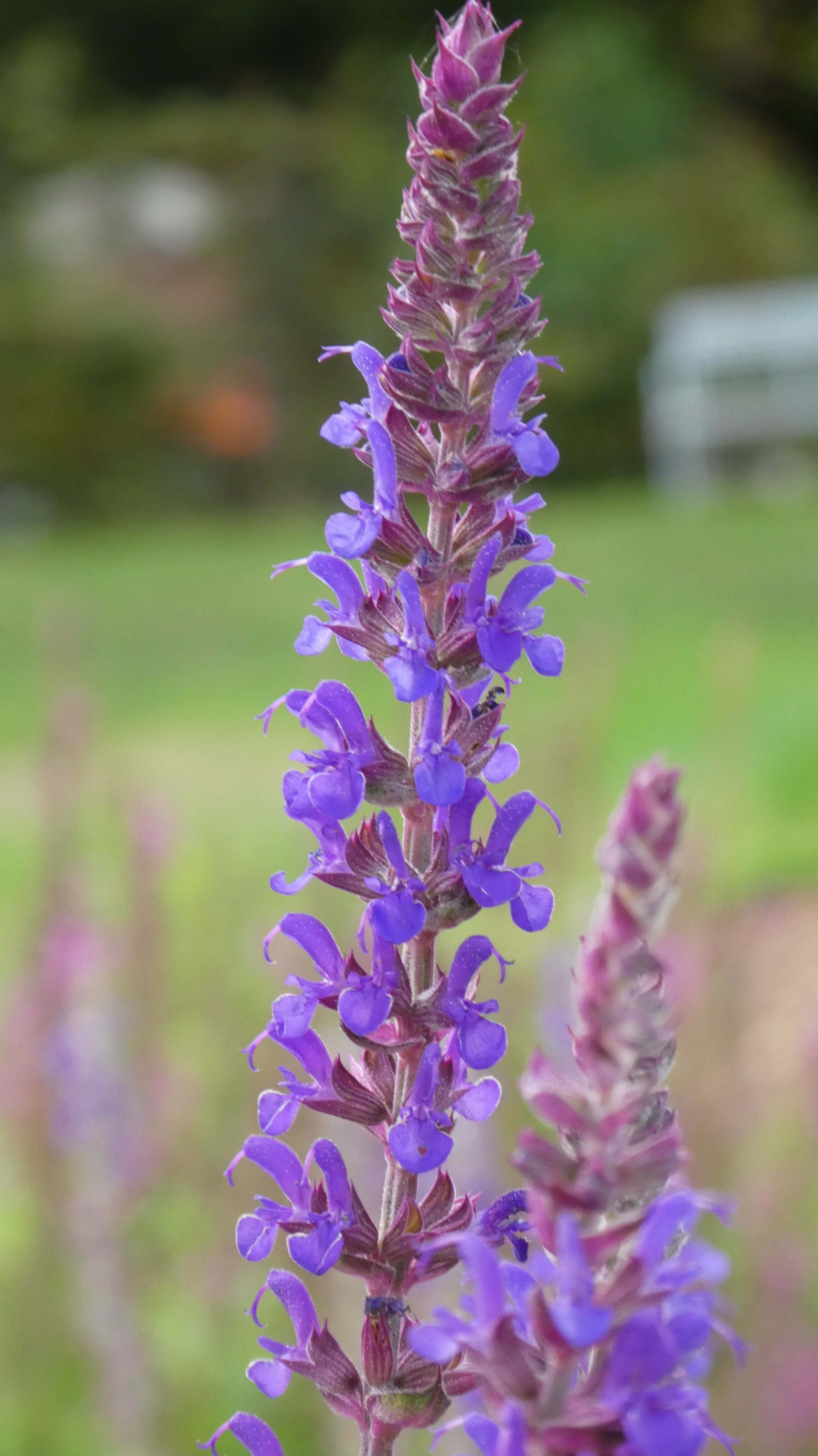 Balkan clary 'Ostfriesland'