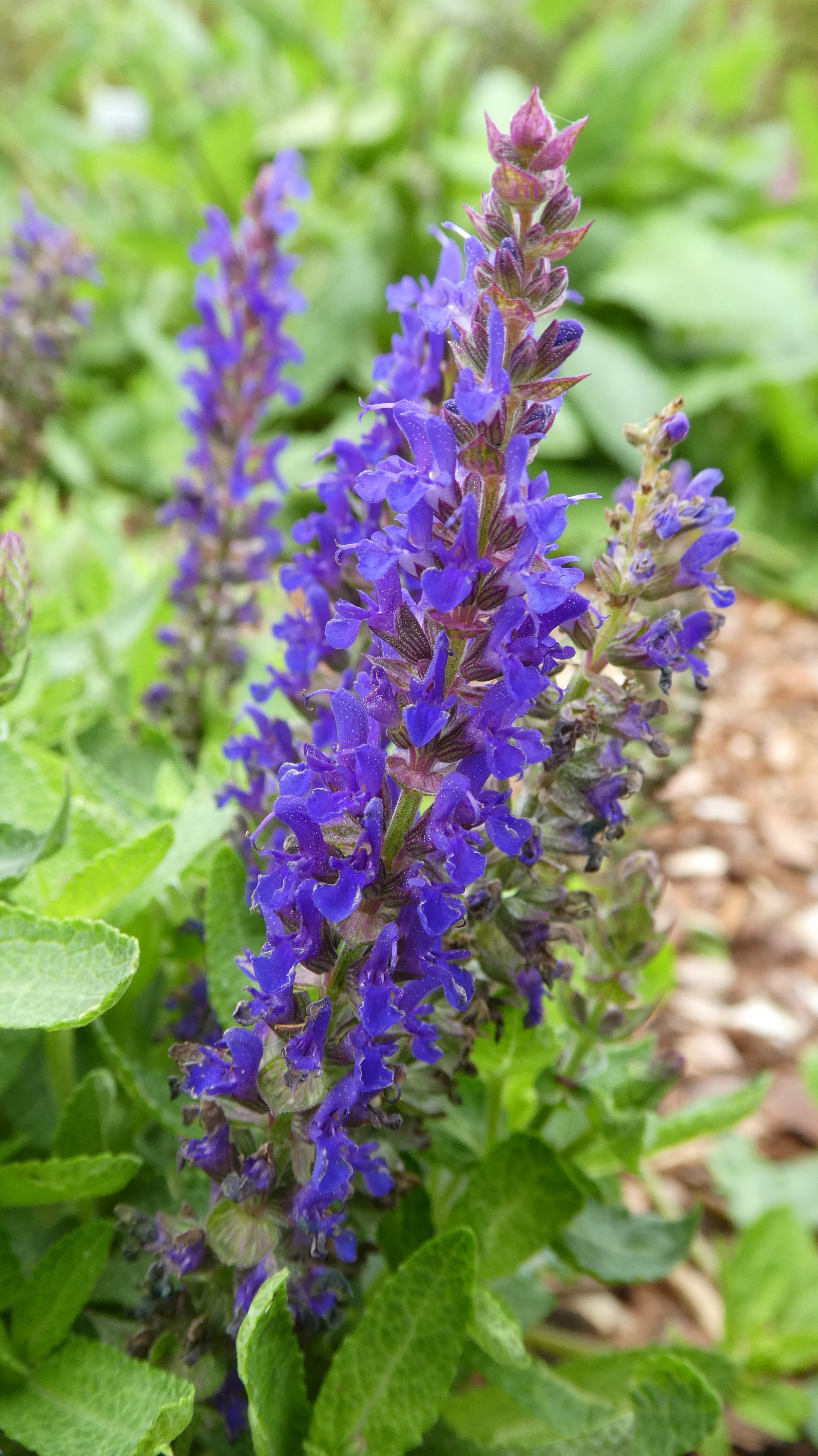 Balkan clary [Blue Bouquetta]