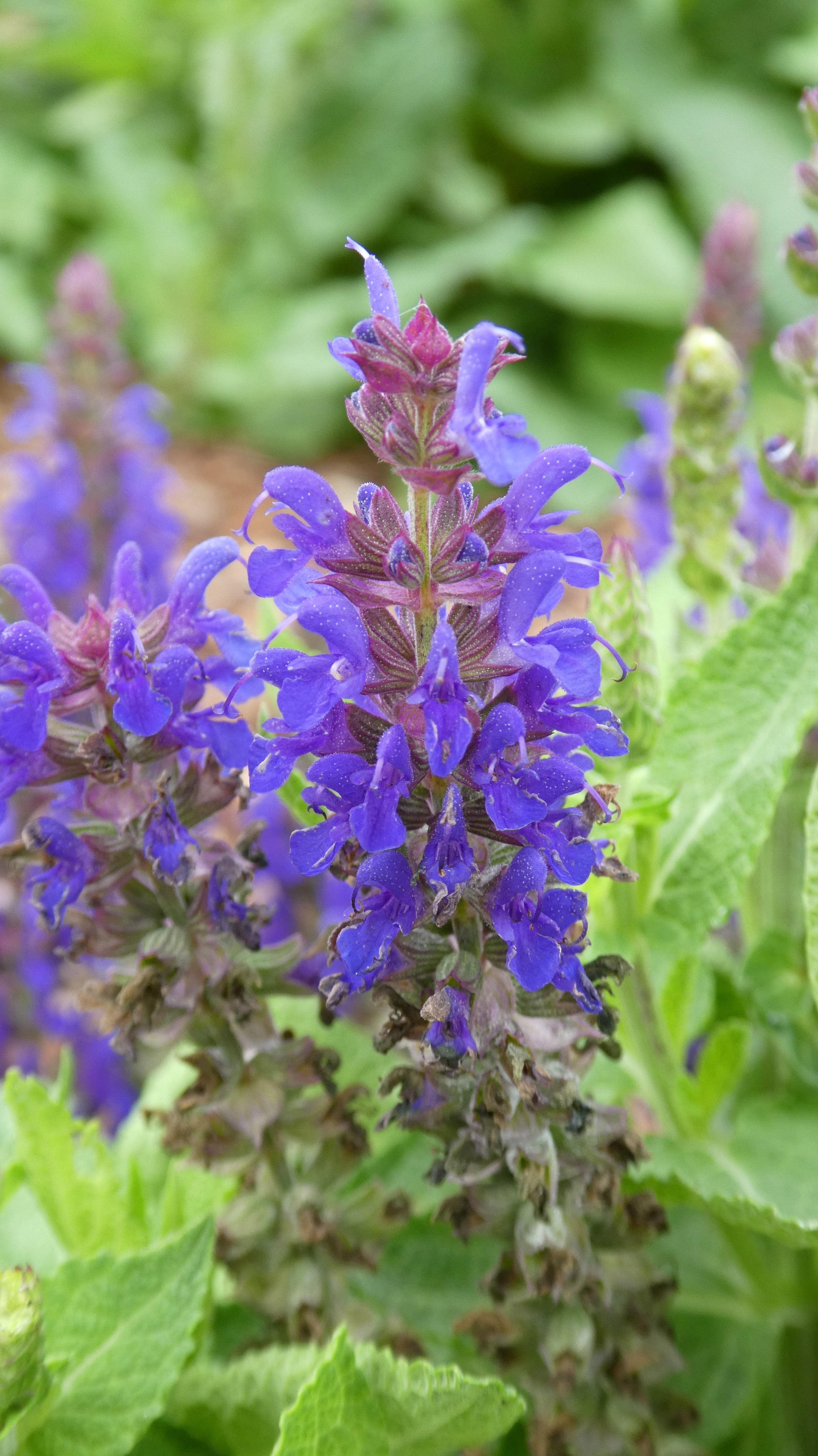 Balkan clary [Blue Bouquetta]