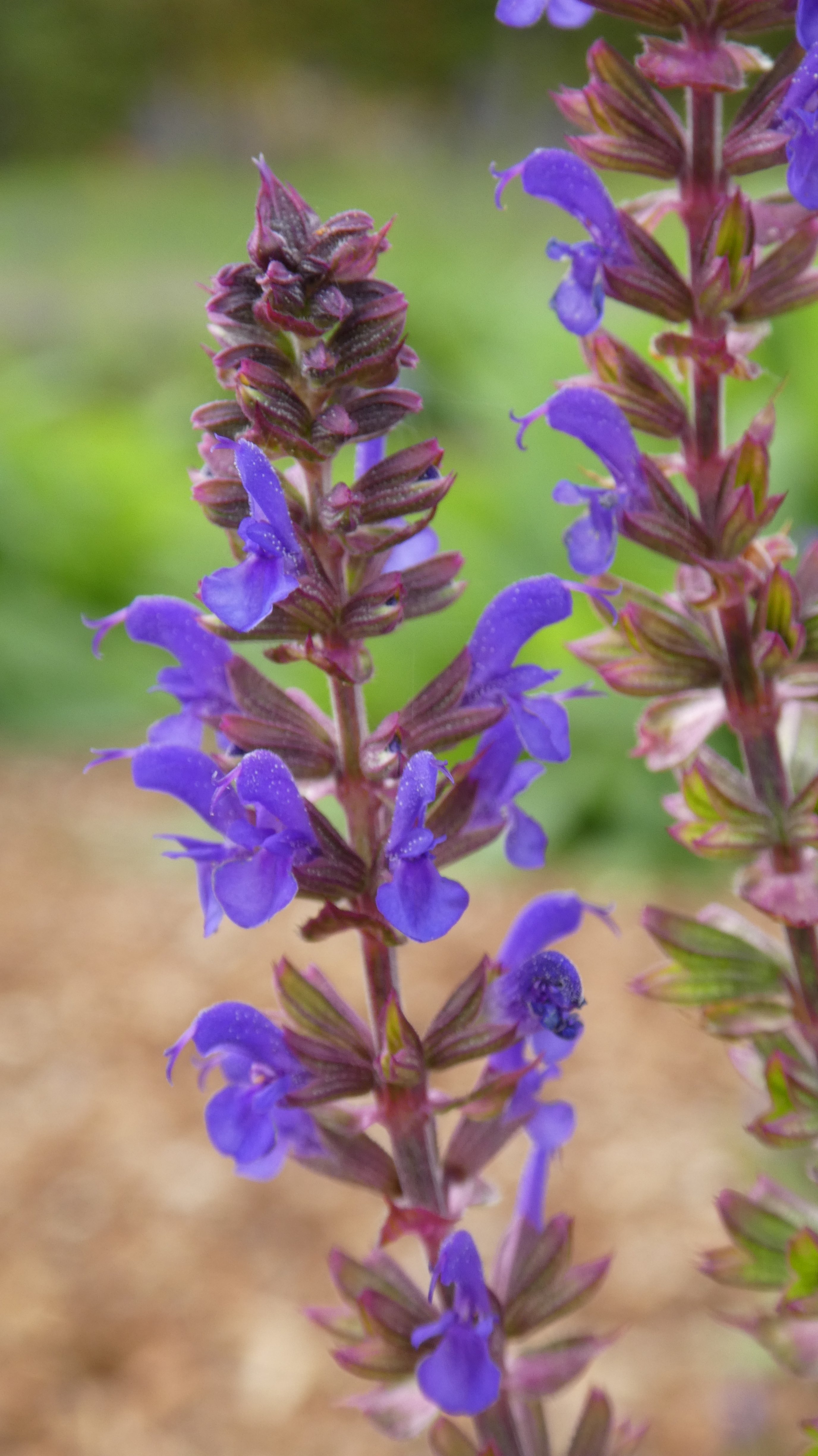 Balkan clary 'Salute Deep Blue'