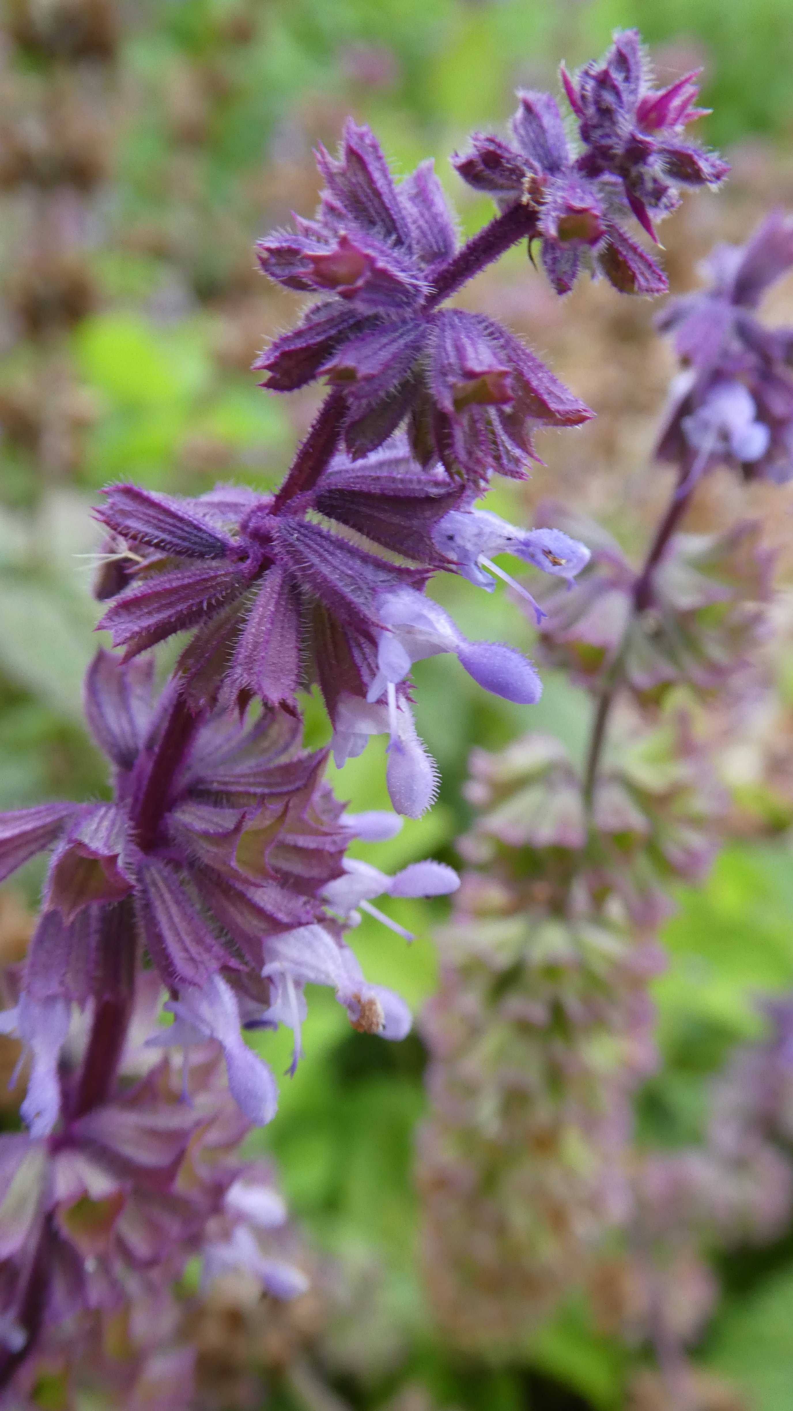 whorled clary 'Hannay's Blue'