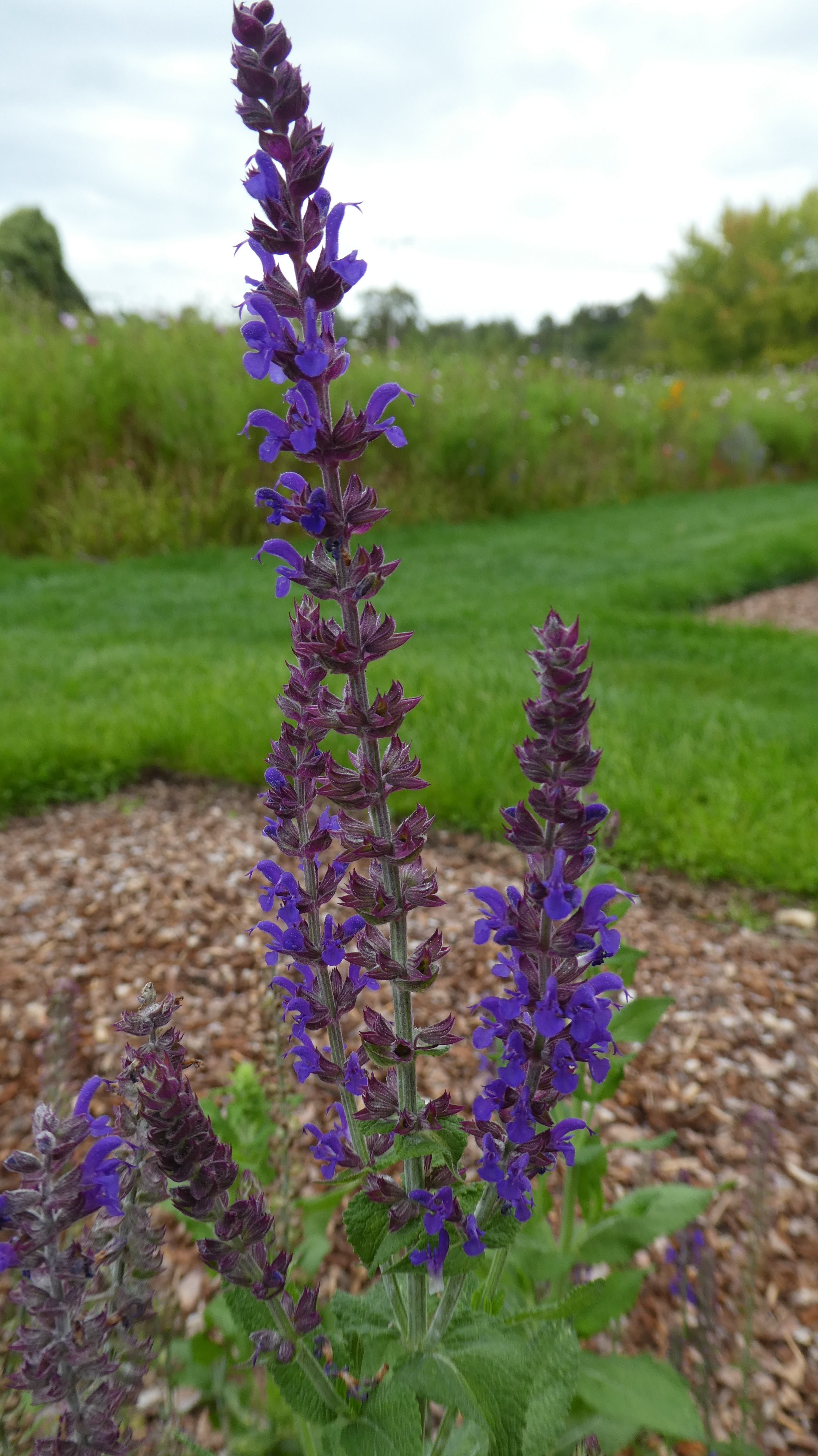 <i>Salvia</i> × <i>sylvestris</i> 'Superba'