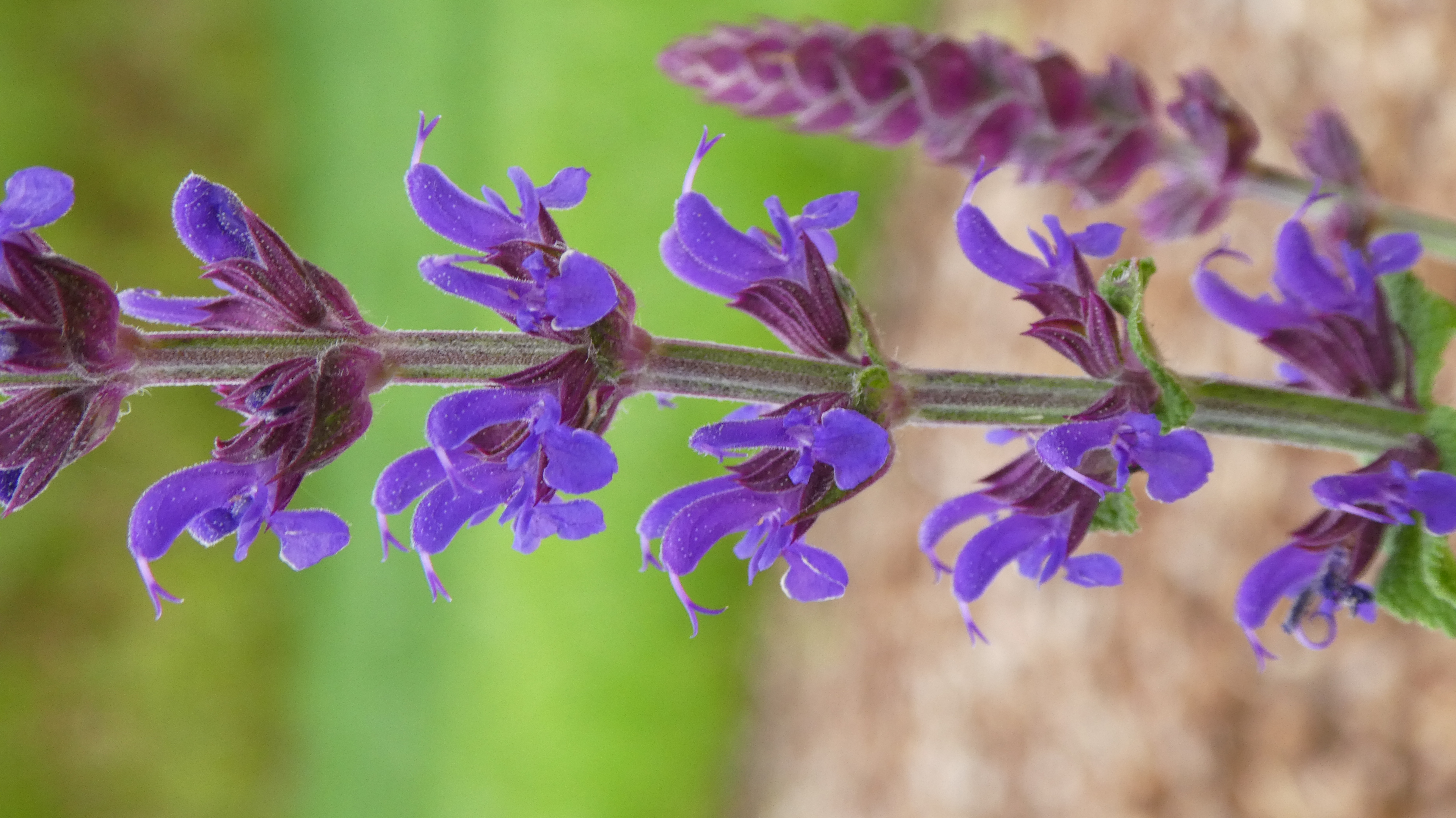 <i>Salvia</i> × <i>sylvestris</i> 'Superba'