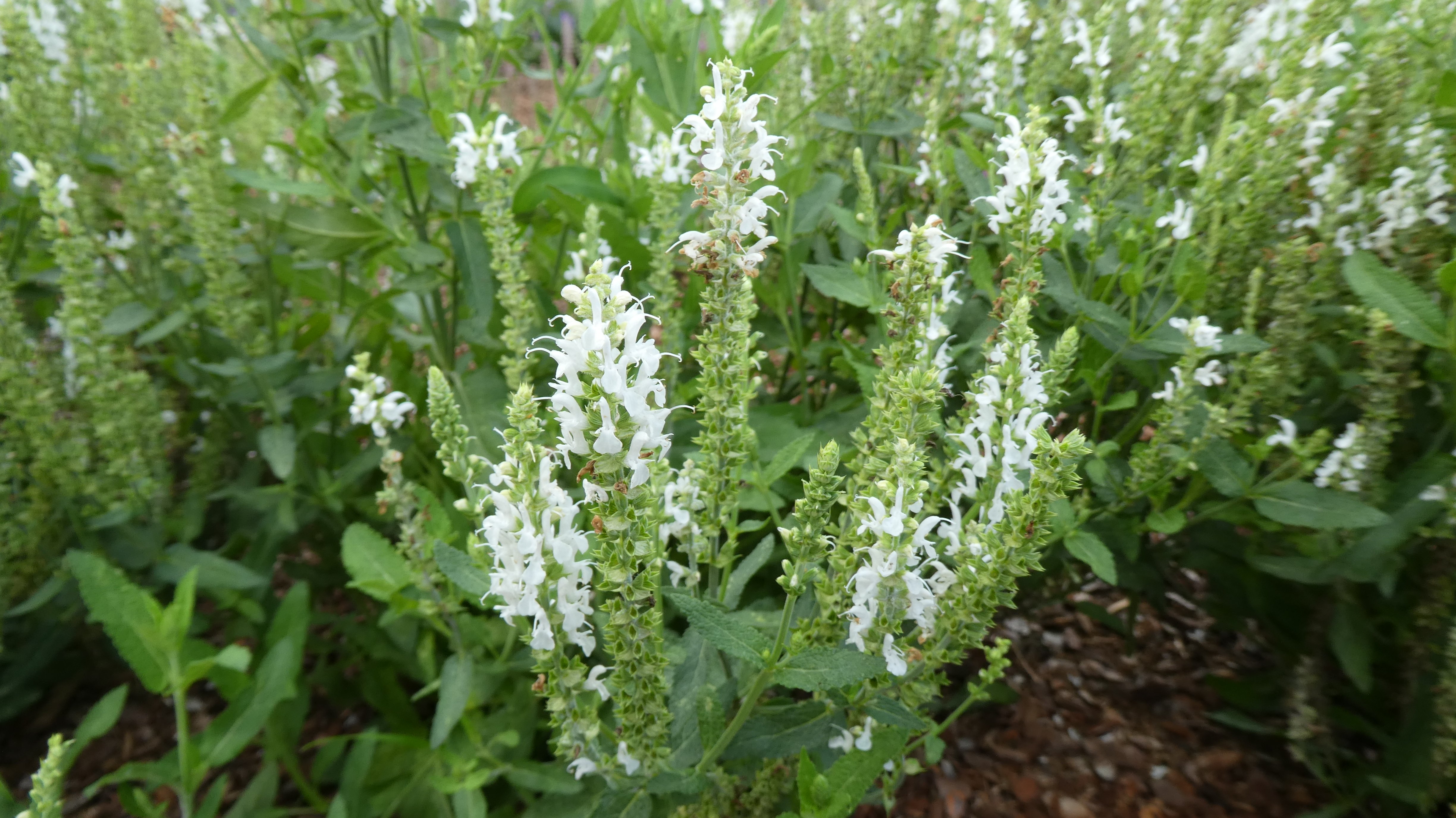 wood sage 'Schneehügel'
