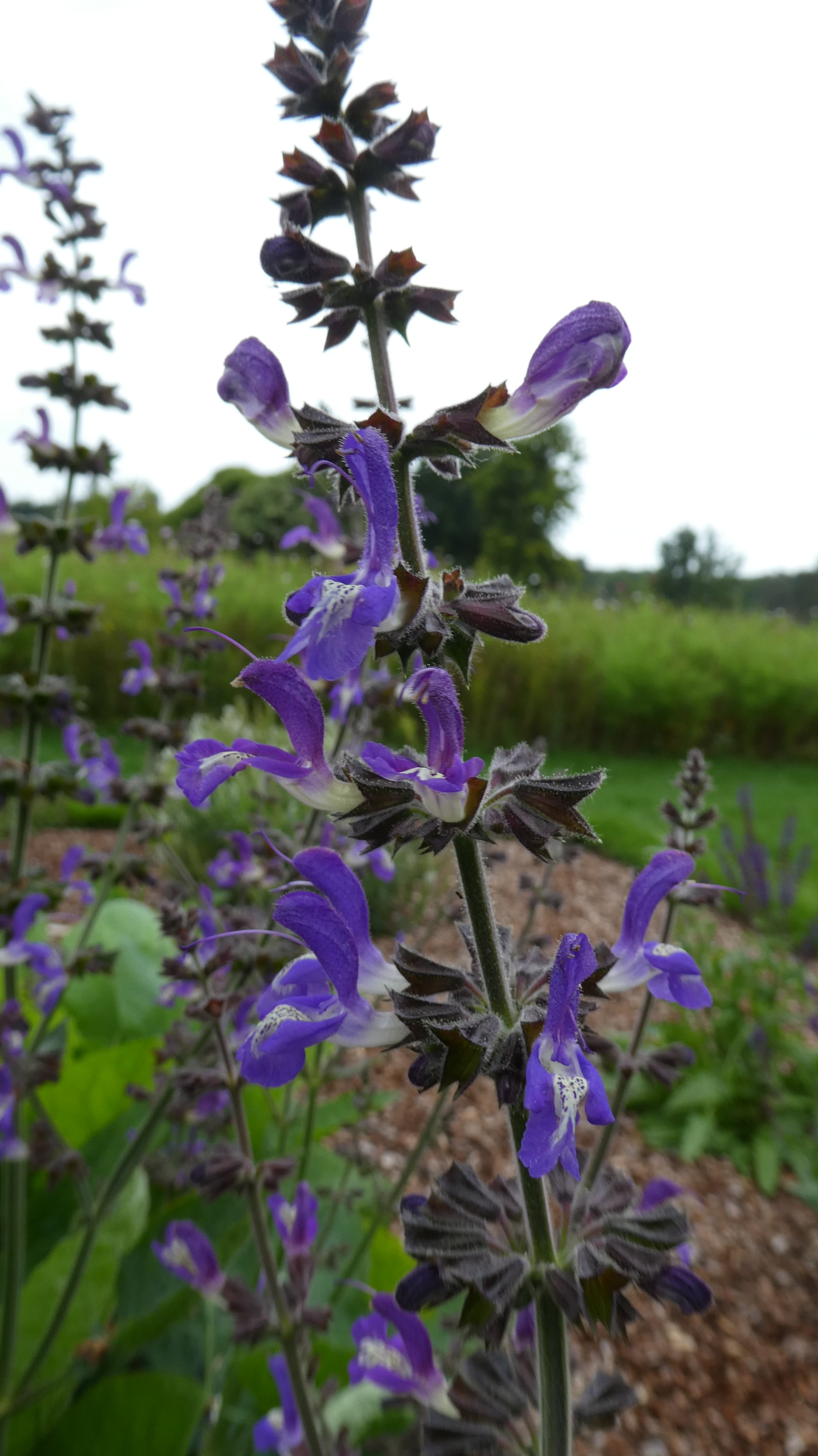 indigo woodland sage