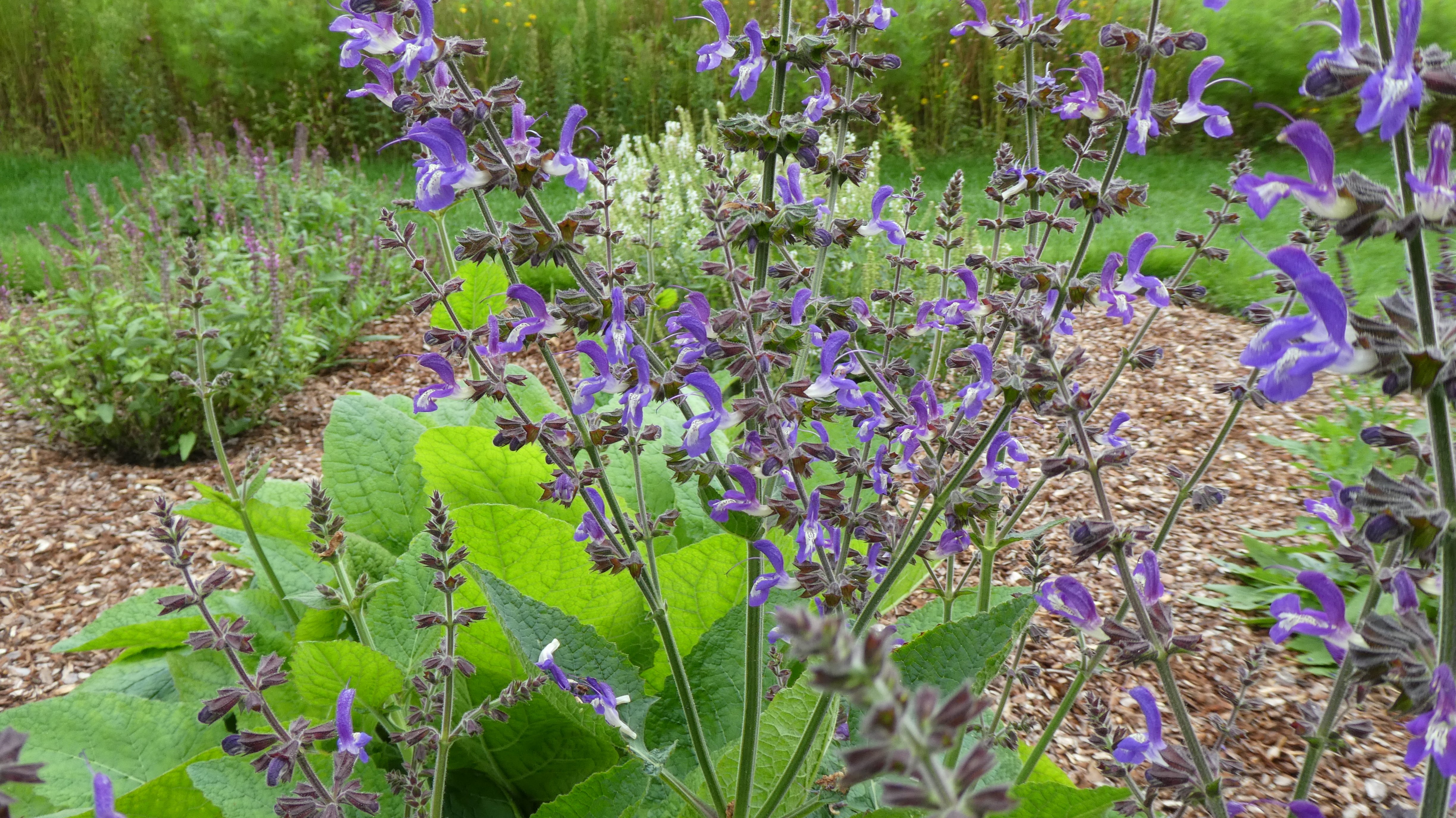 indigo woodland sage