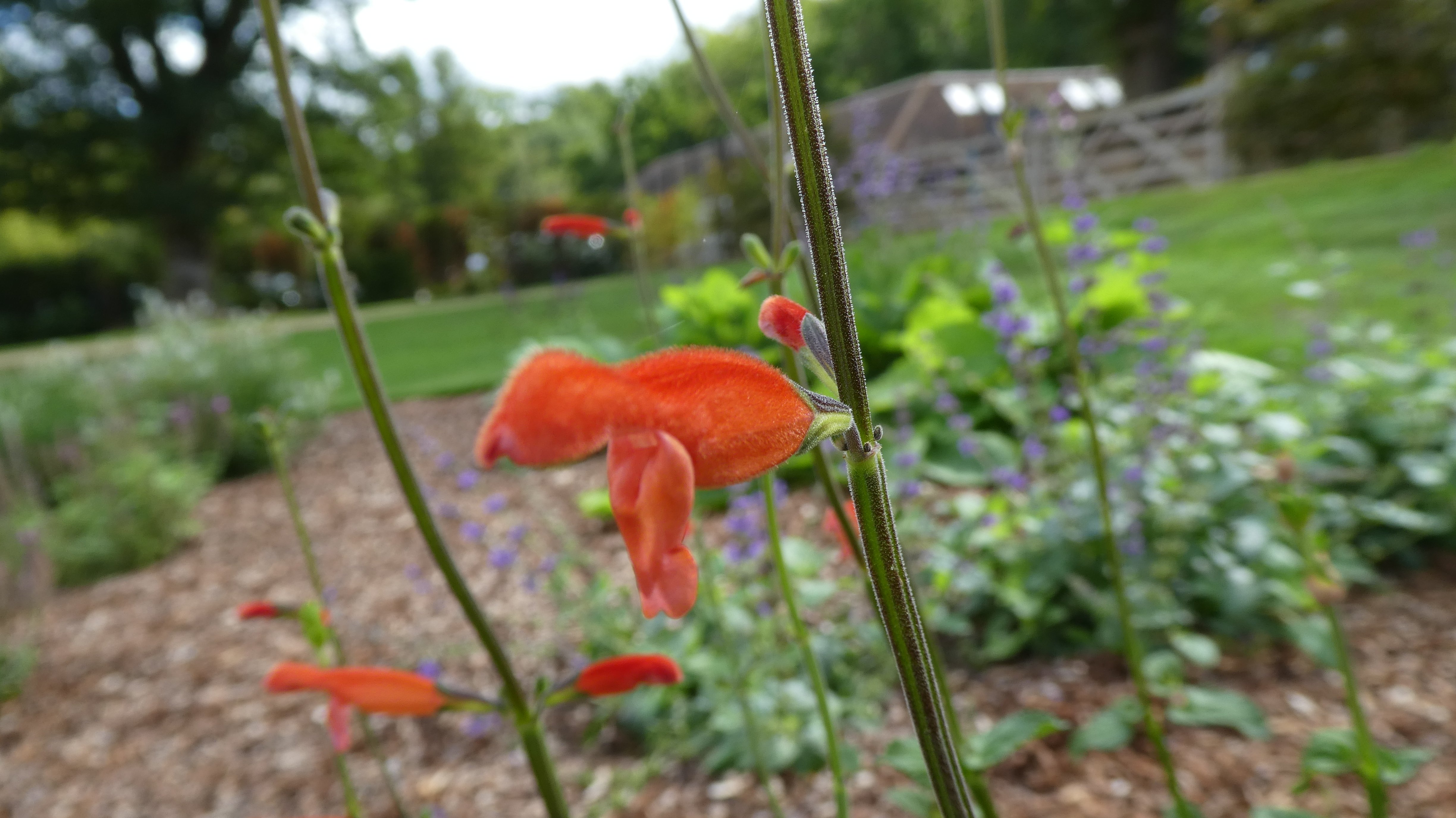 creeping Mexican sage