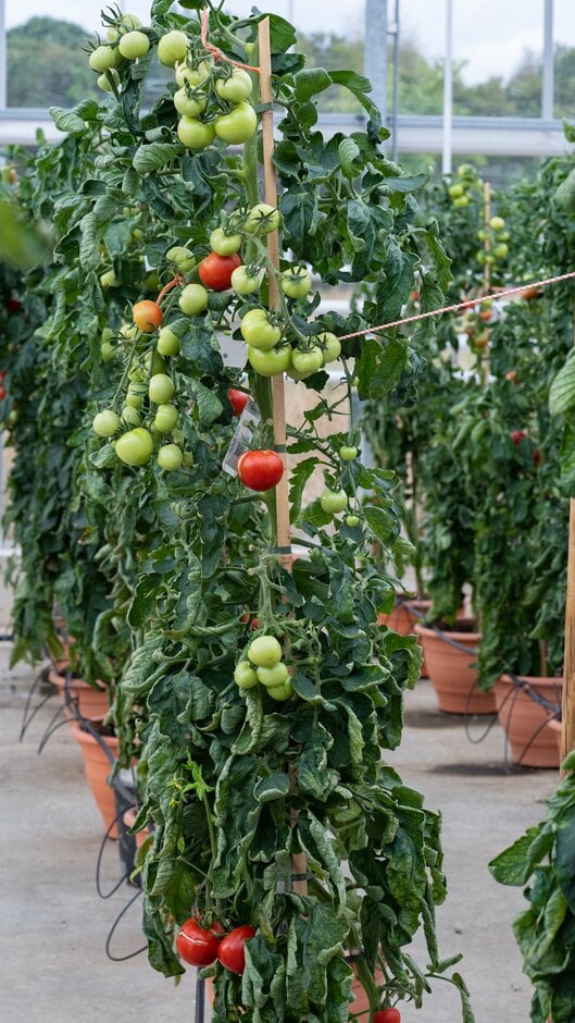 Solanum lycopersicum &Alicante& | tomato &Alicante& Fruit Edible/RHS ...