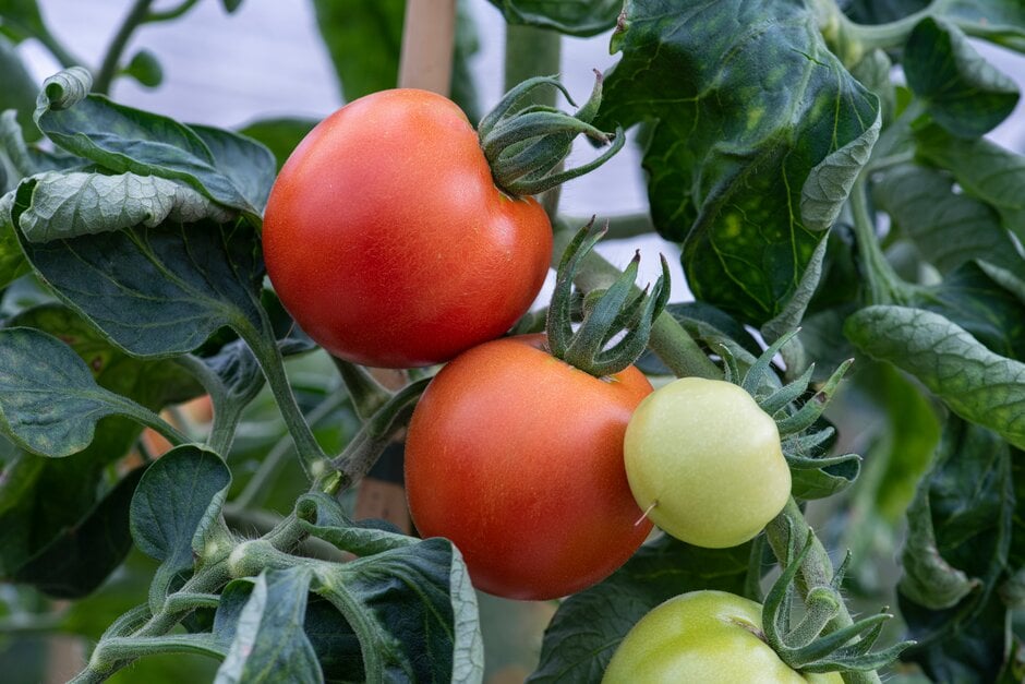 tomato 'Alicante'