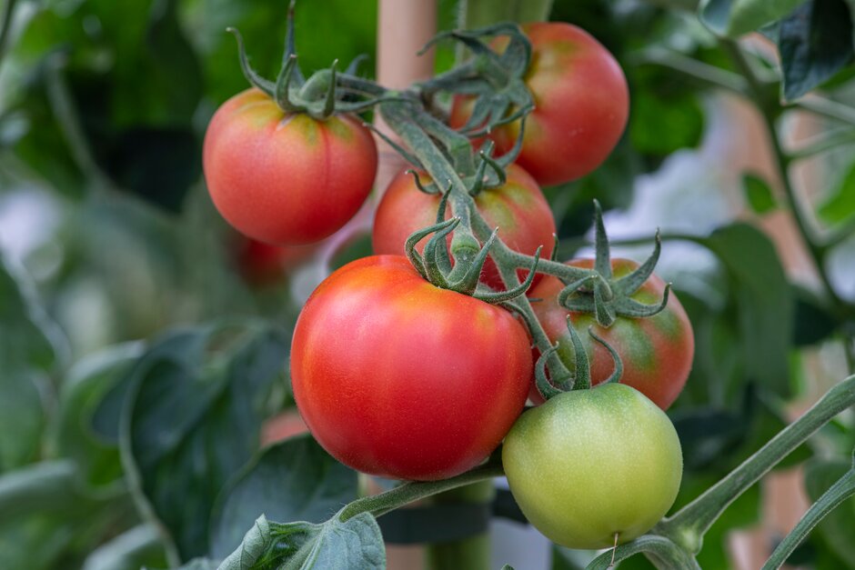tomato 'Crimson Crush'