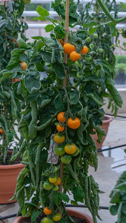 tomato 'Golden Sunrise'