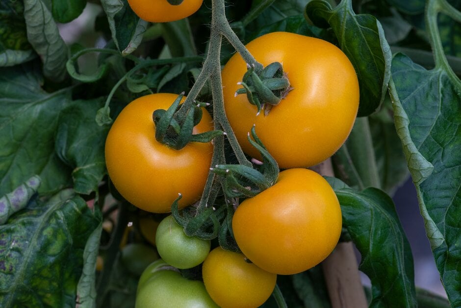 tomato 'Golden Sunrise'